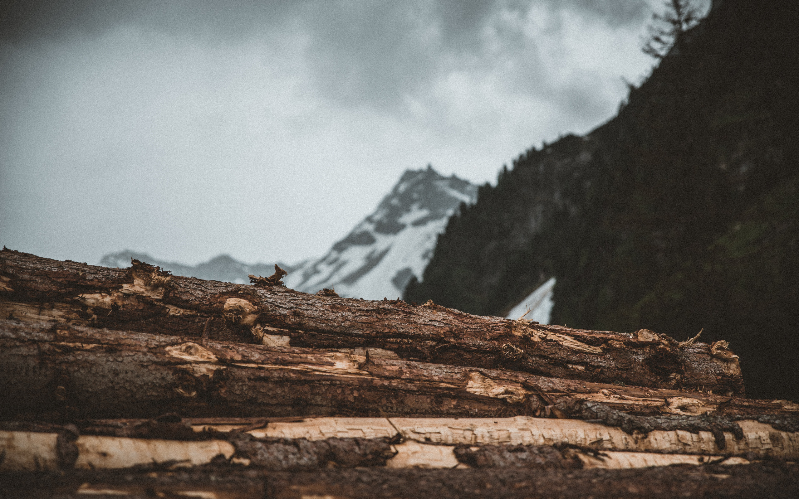 Приключения лес горы. Геолог Эстетика. Дерево образования. Обои Lumber тёмные. Горы с лесом фотообои.