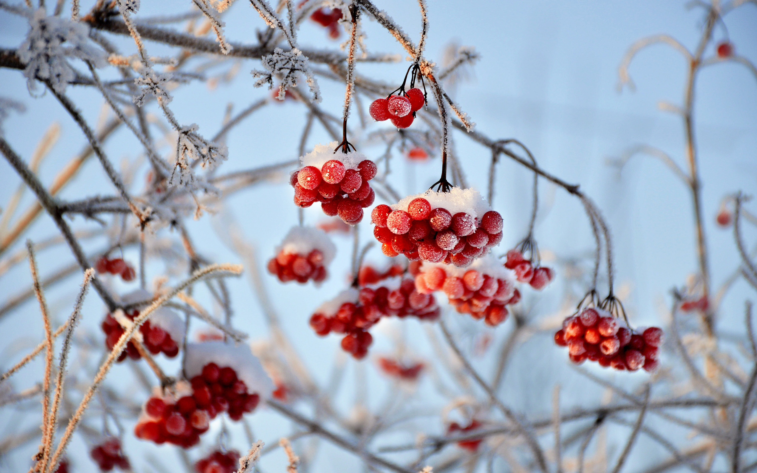 Красное под веткой. Калина (Viburnum) зимой. Калина красная Рябиновая веточка. Рябина в снегу. Ягоды зимой.
