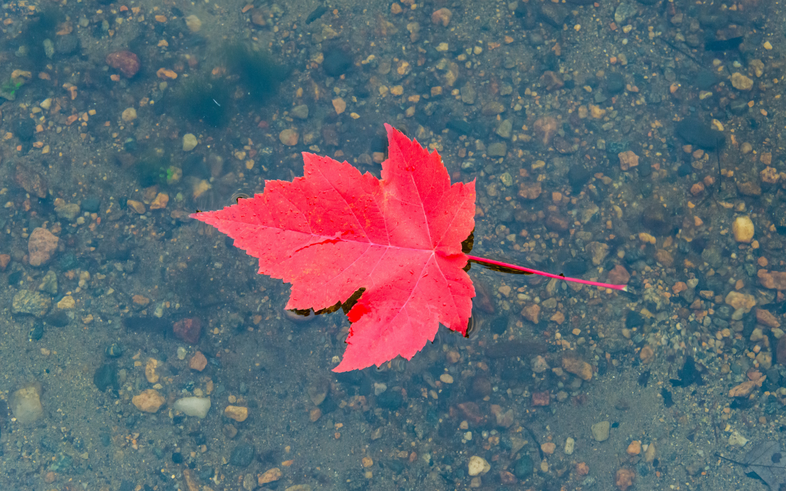 Листья в горячей воде. Листья в луже. Листья на воде. Одинокий осенний листок. Осенние листья на воде.