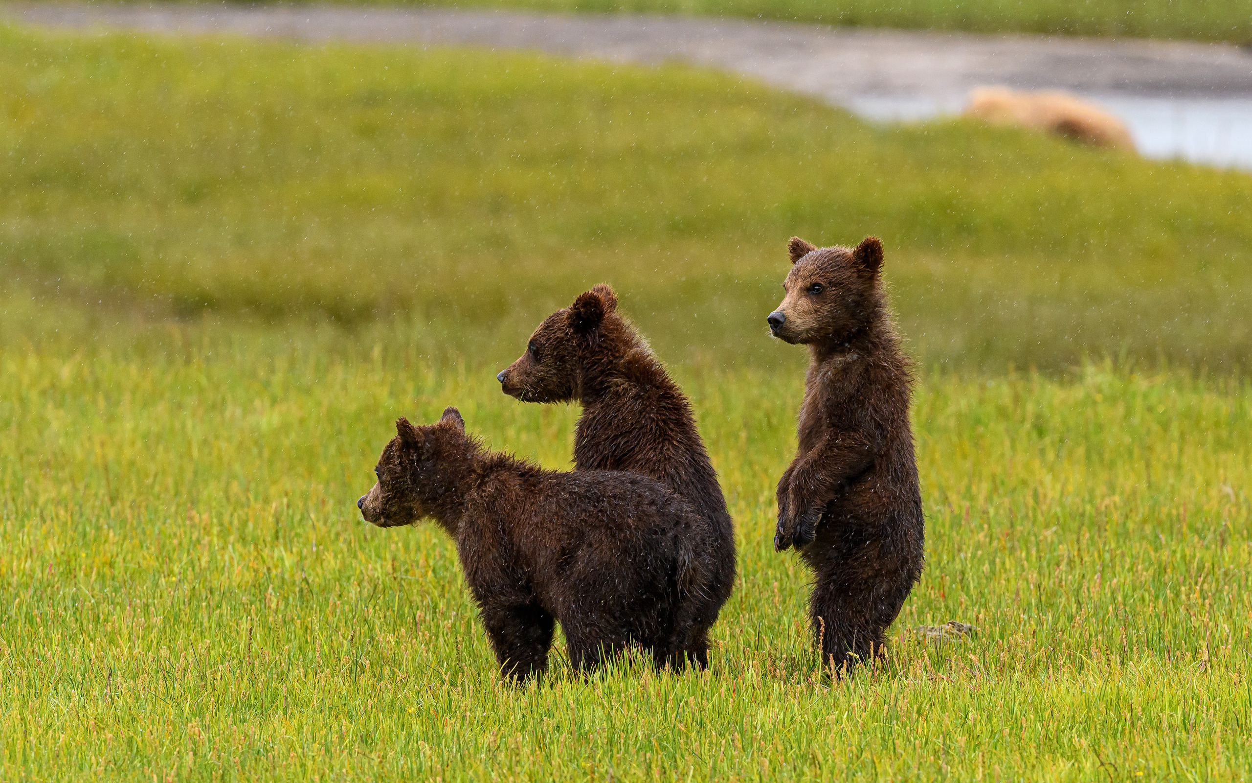 Три медведя. Три медвежонка. Медведица с медвежатами. Медвежата фото.