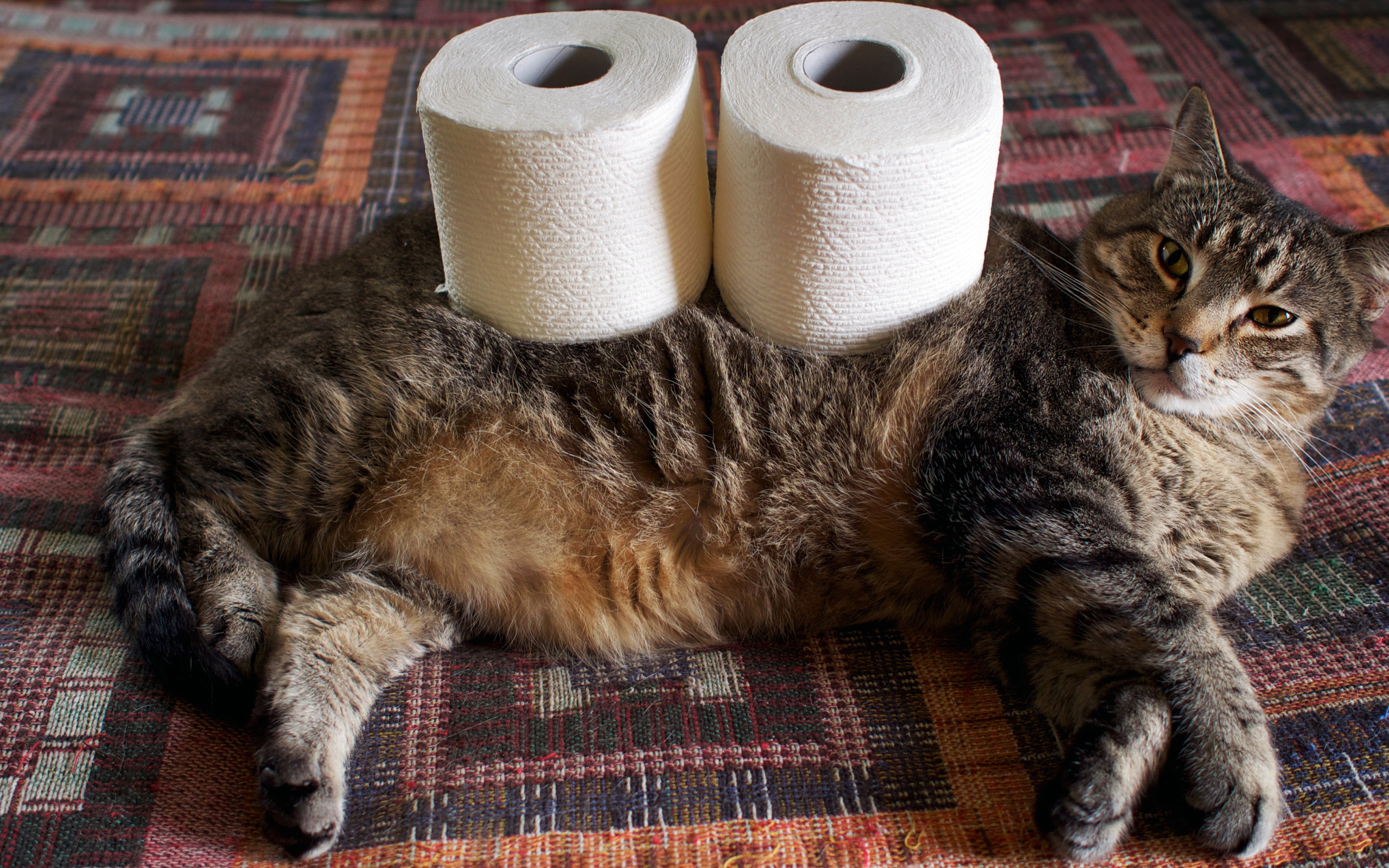 Кошка и туалетная бумага