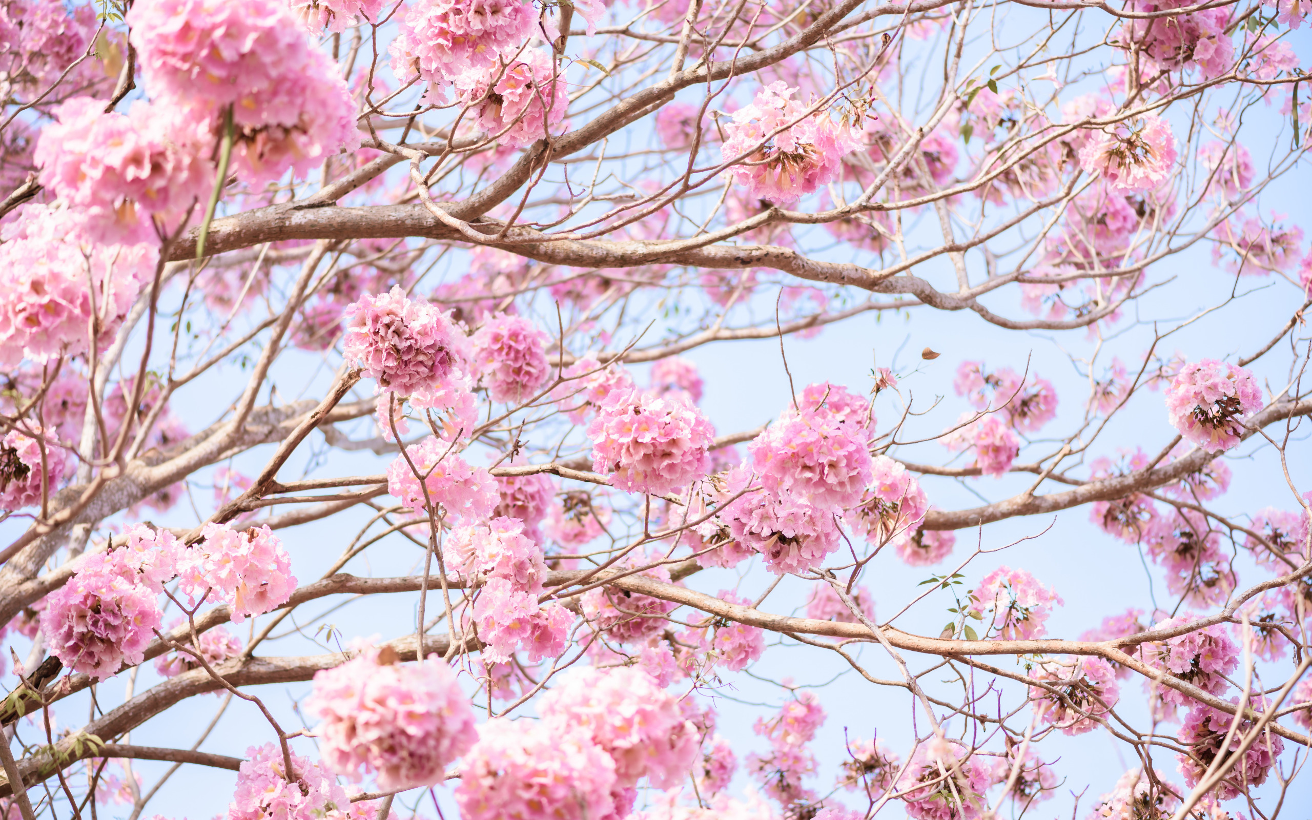 Что цветет розовым цветом деревья