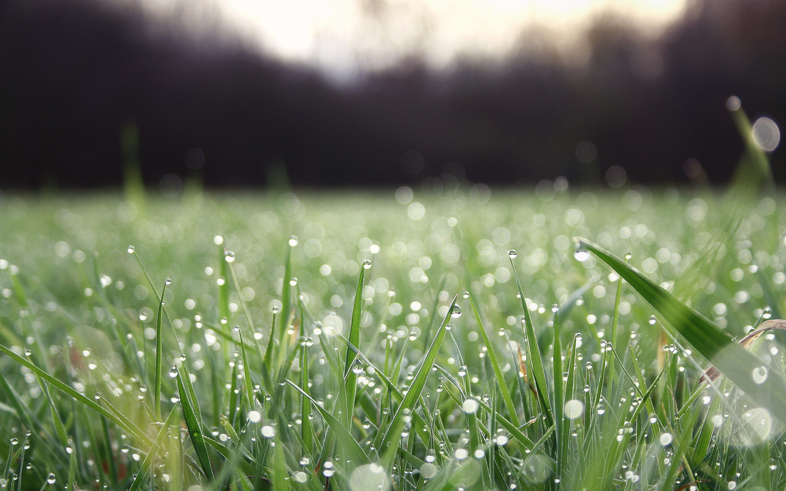 Свежесть росы. Роса на траве. Красивая трава. Трава после дождя. Свежая трава с росой.