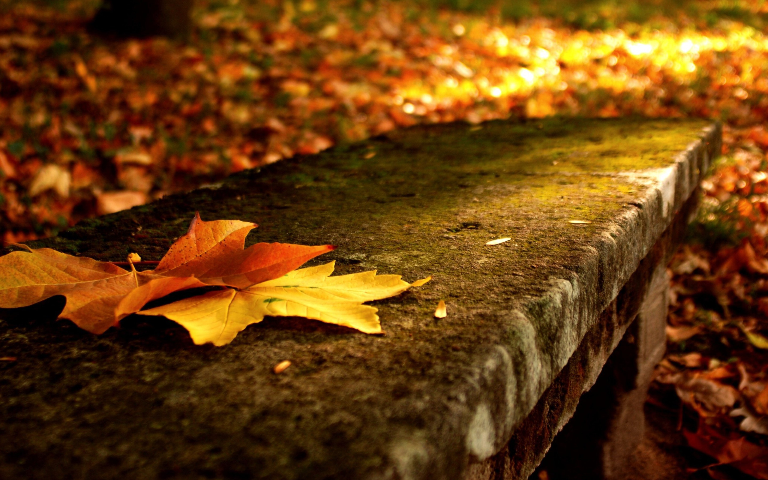 Примятая листва осенняя. Фон осенний столешница. Осенние листья на деревянном столе. Фон осень. Даже самой теплой осенью листья