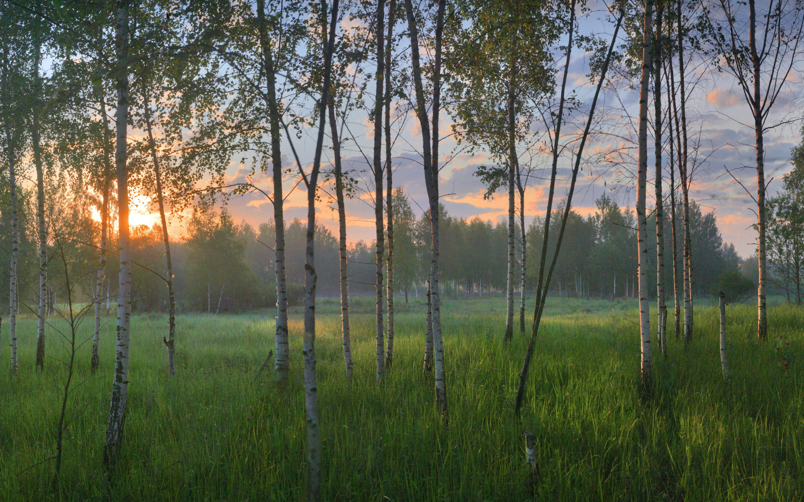 Текст ранним утром в лесу на полях. Раннее утро в лесу. Березы обои. Утренний лес. Березовый лес осенью.
