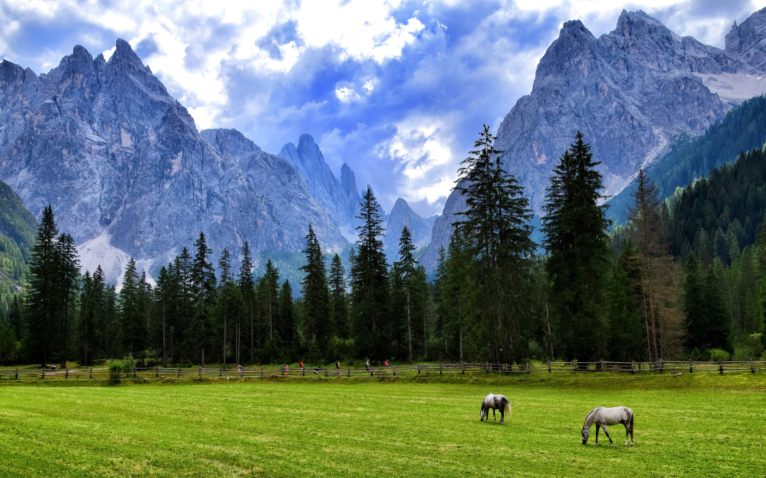 Лошади Пейзаж Фото