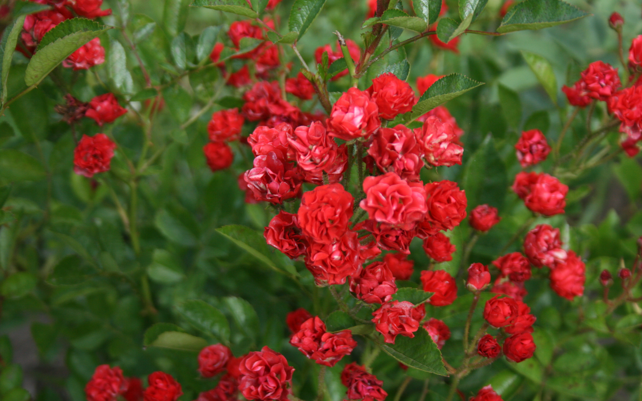 маленькие красные цветы фото