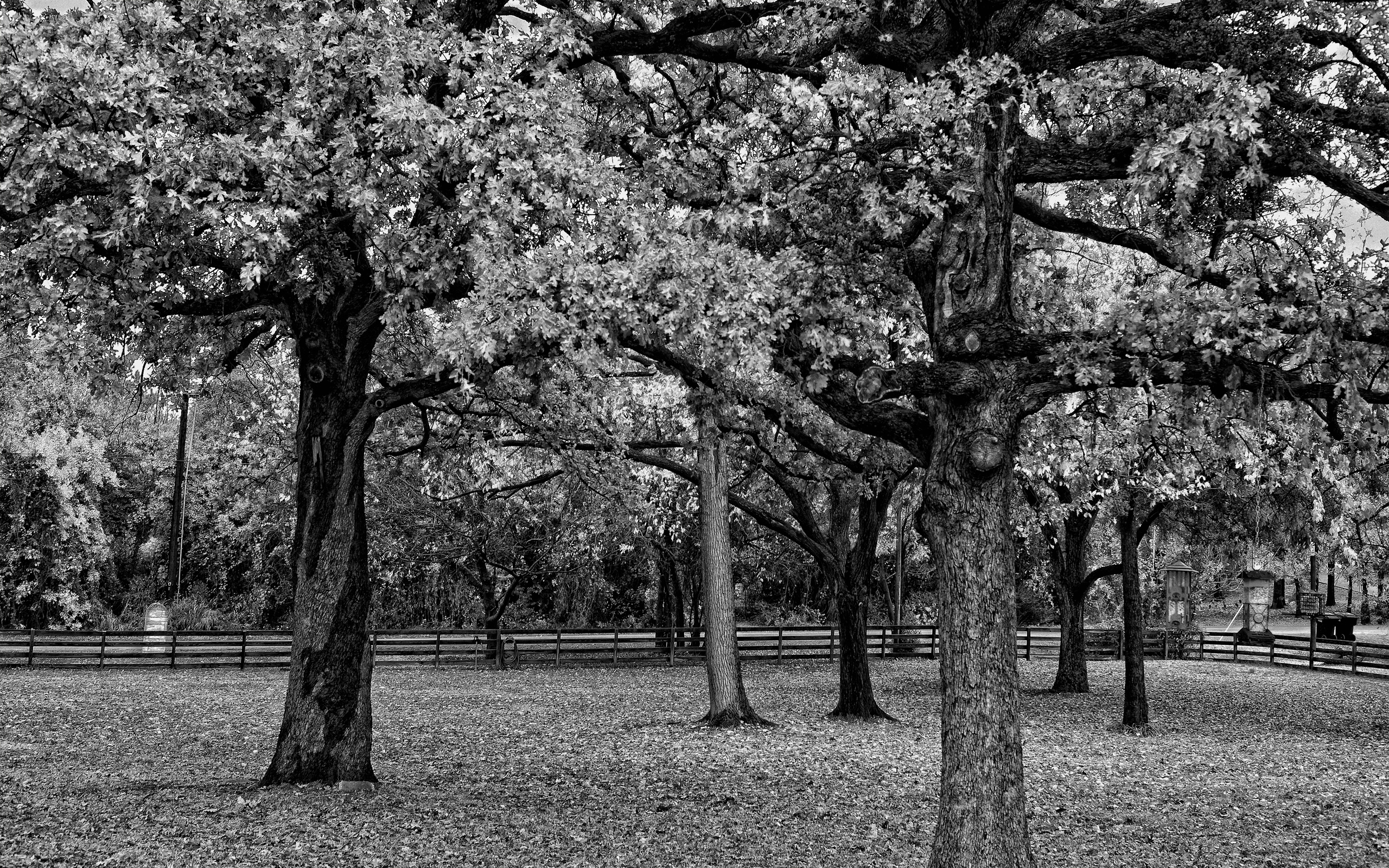 В парке старинном деревья. Деревья Цицина парк. Парк черно белый. Красивое дерево. Дерево черно белое.