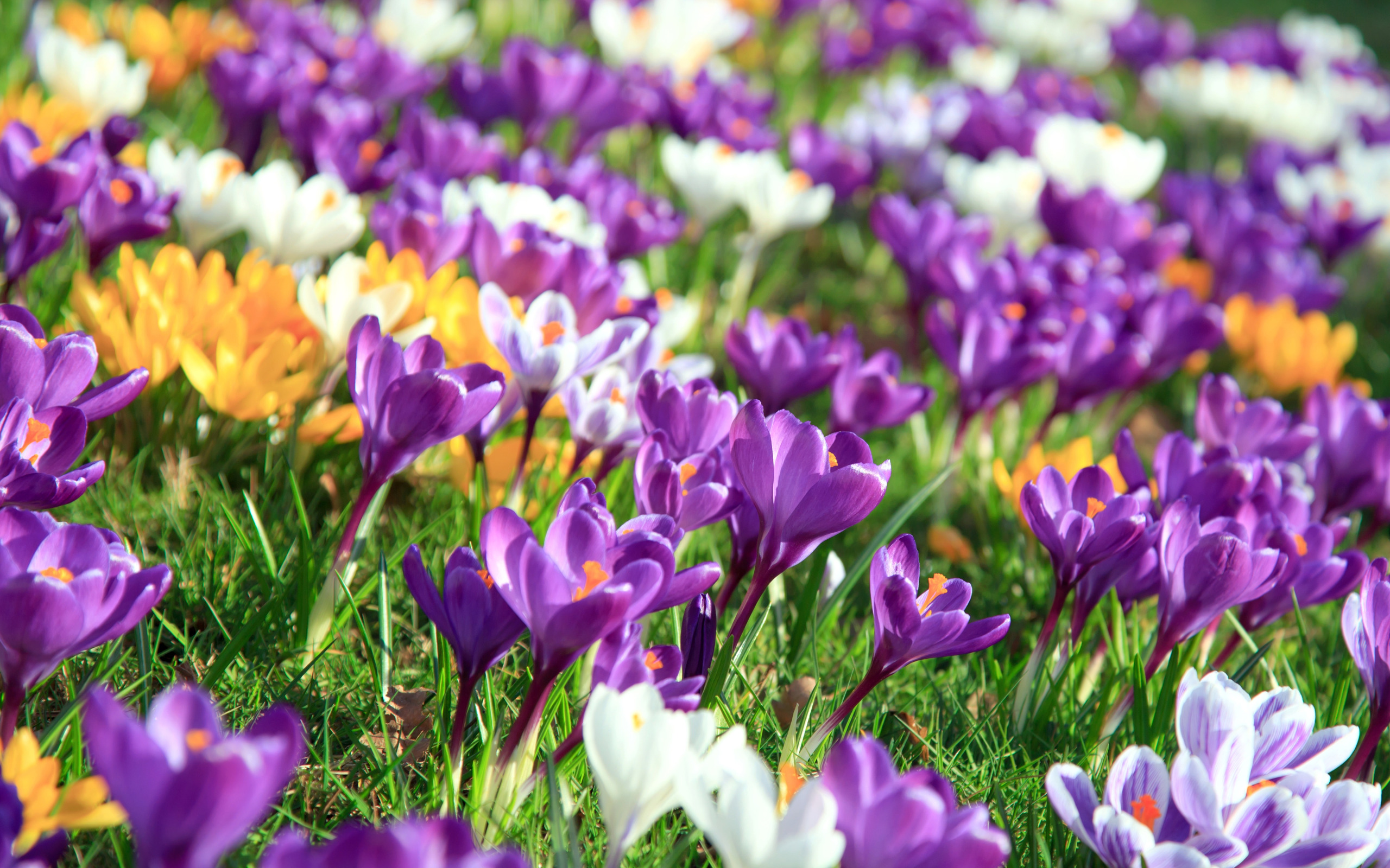 Весенние цветы в природе. Первоцветы крокусы. Крокус цветок. Крокус весенний фиолетовый. Крокус полевой.