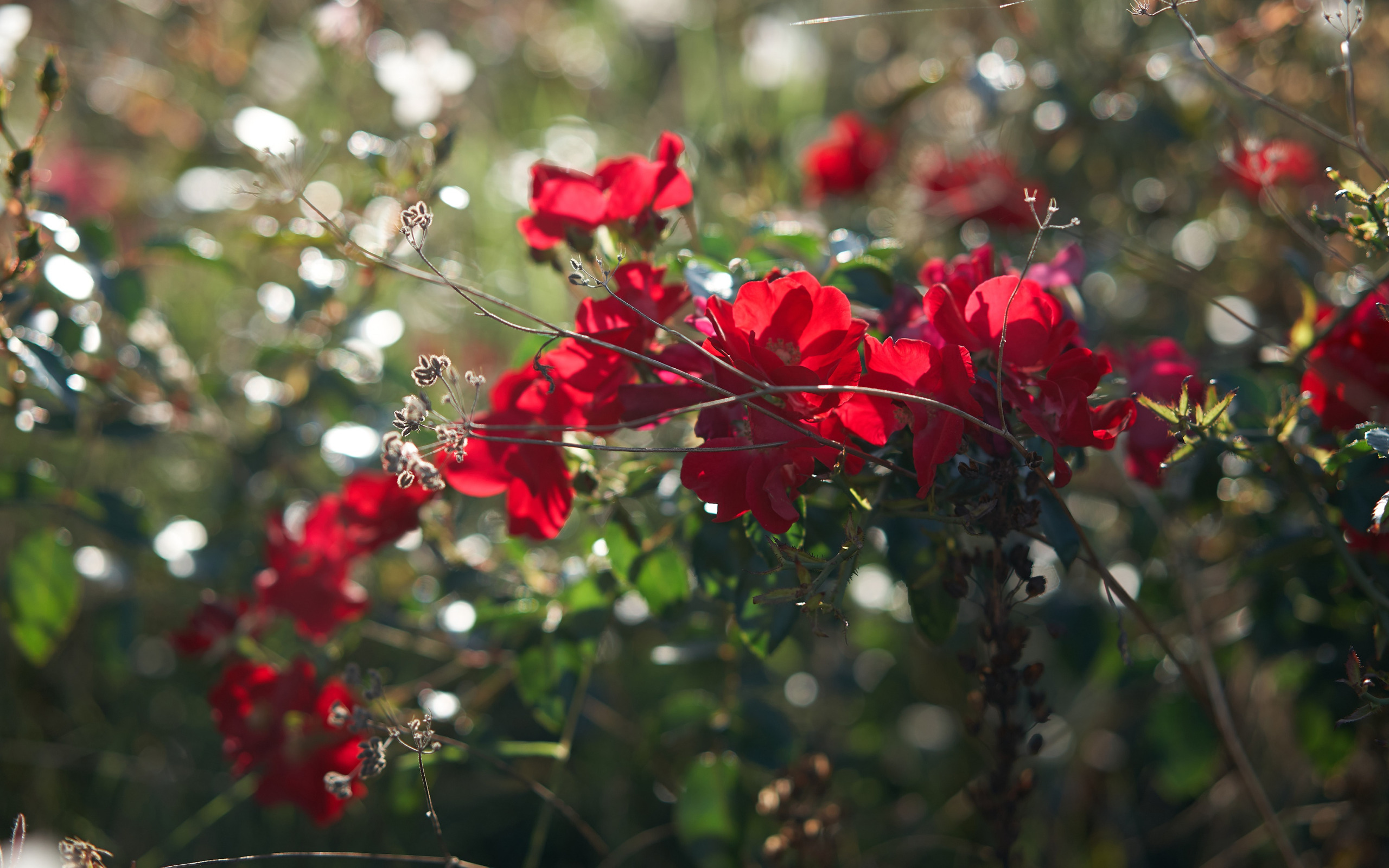 Лето цветы розы. Куст розы. Ветка розы. Куст красных цветов. Ветка красной розы.