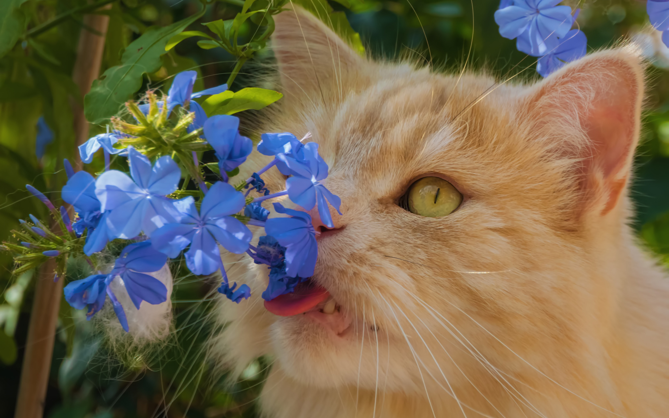 Весенняя кошечка. Кошка с цветами. Котик с цветочком. Кошечка в цветах. Рыжий кот и цветы.