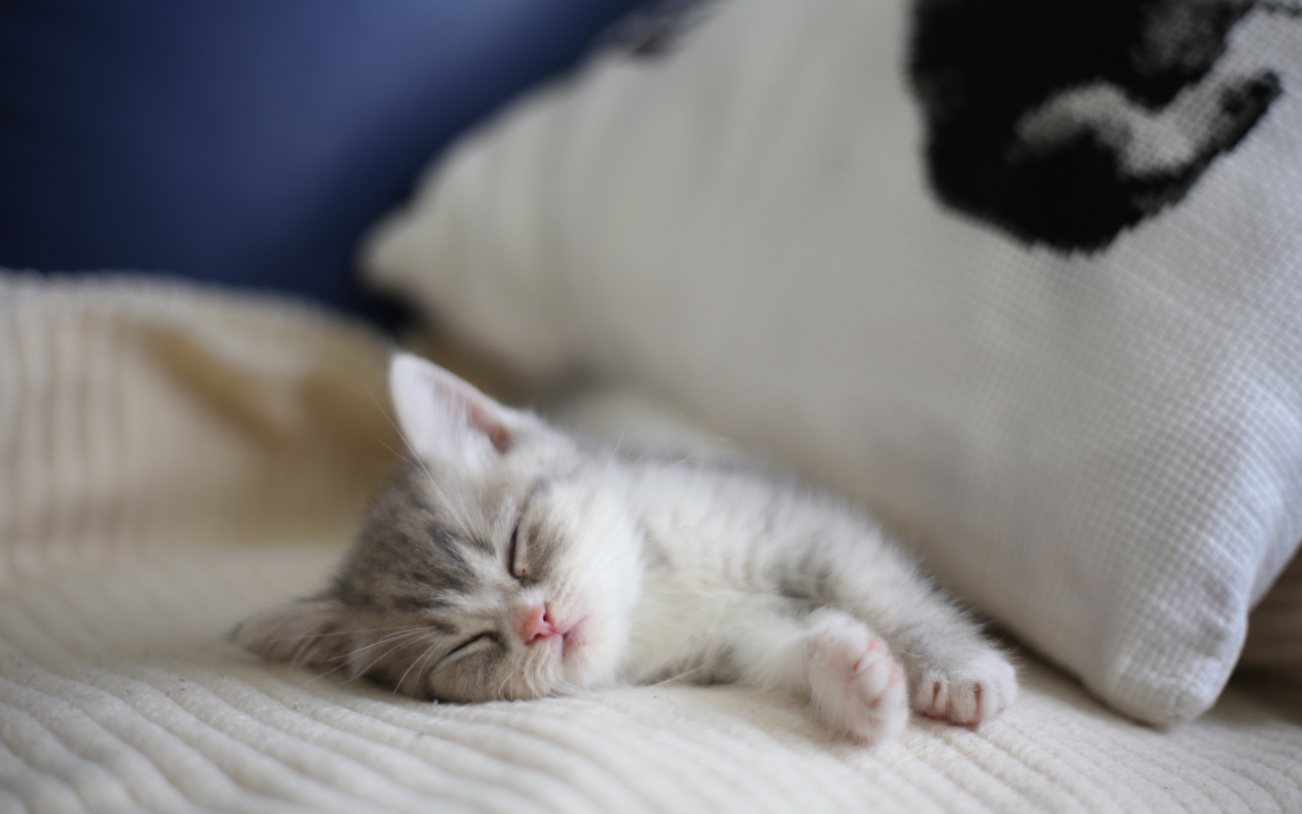 Котенок в постели. Спящие котята. Спящий котенок. Котенок лежит на кровати.