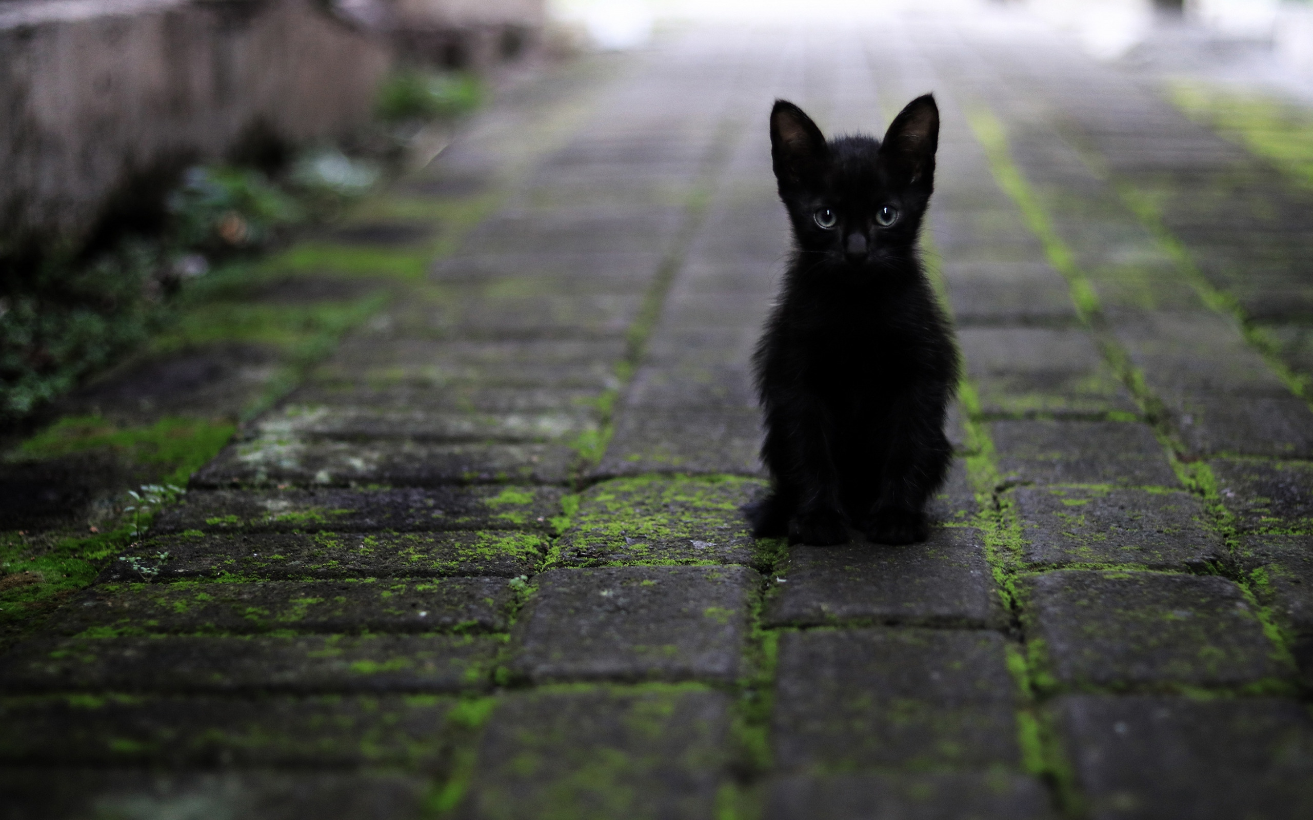 Жалкие обои. Черный котенок. Черная кошка. Черненький котенок. Бездомный черный котенок.