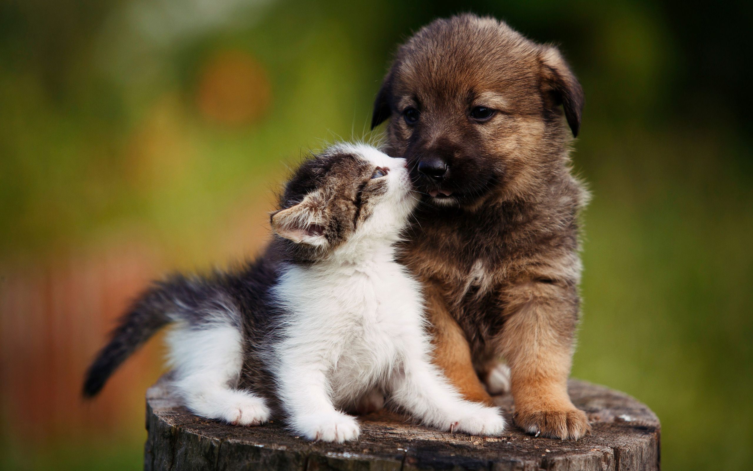 The dog and the kitten. Красивые щенки. Щенок и котенок. Милый щенок. Милые щеночки.