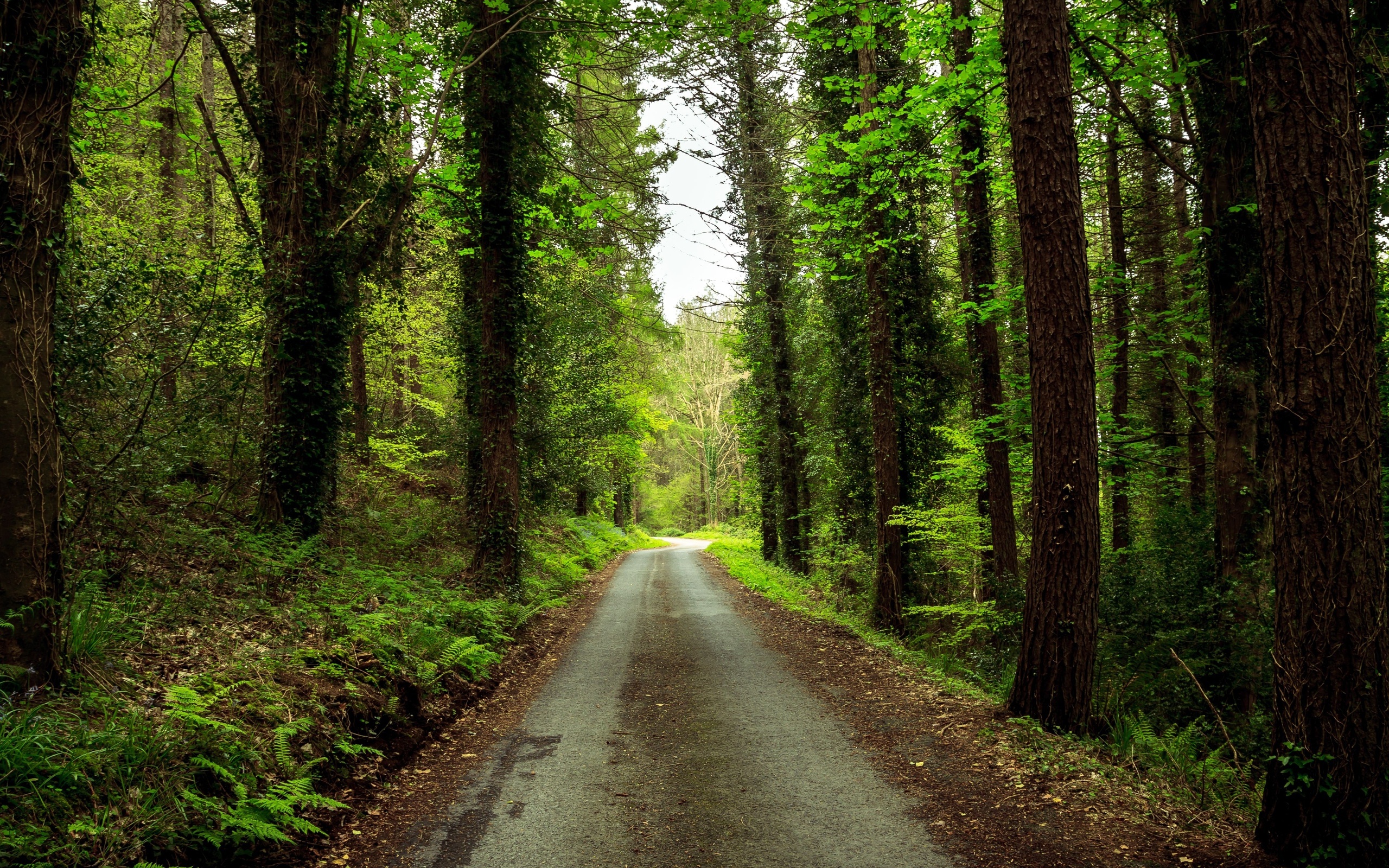 Дорога в красивом лесу. Дорога в лесу. Лесная дорога. Красивые леса. Тропинка в лесу.