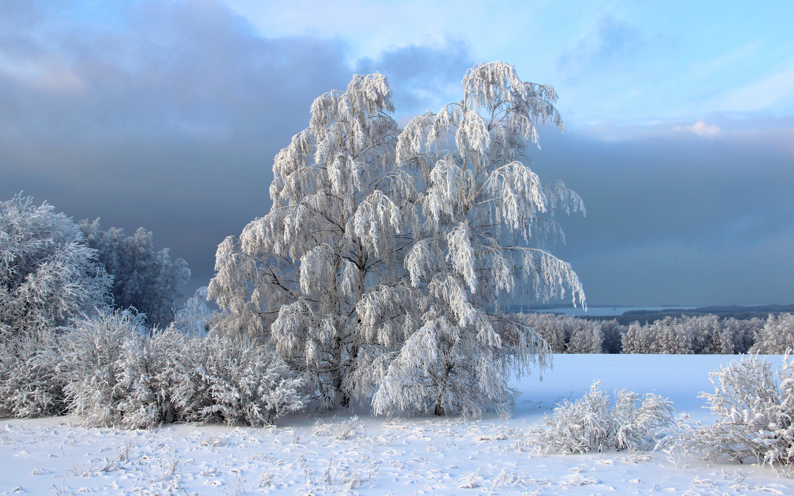 Снег художественный стиль. Зимний пейзаж. Зимняя природа. Красота зимы. Деревья в снегу.