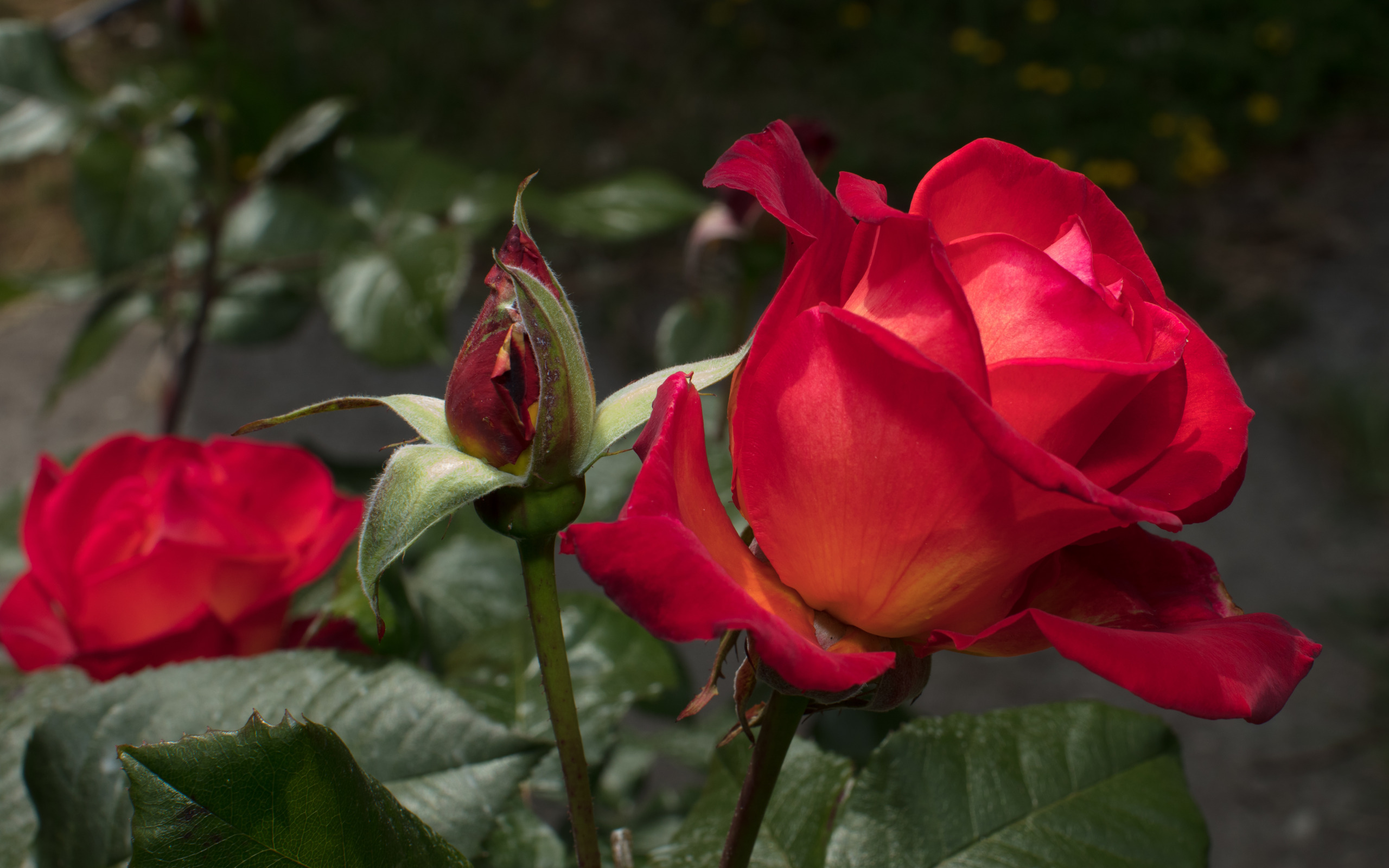 Красные бутоны зейнеп. Розы 8k. Коричневые розы. Розы в природе крупным планом. Красивый бутон красной розы.