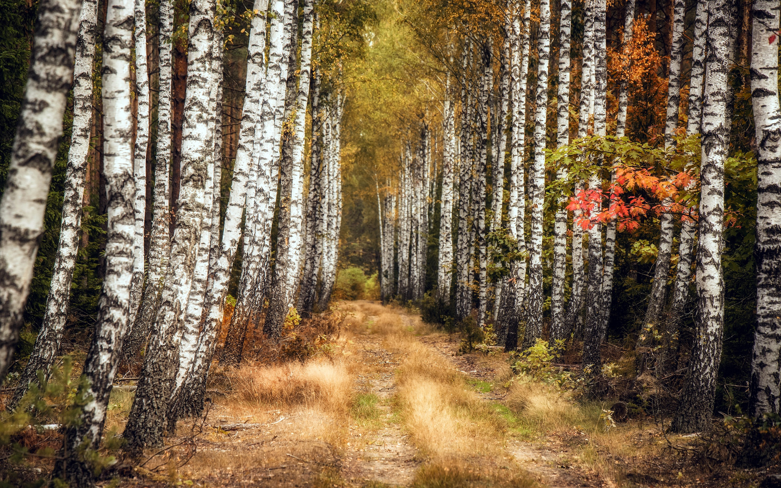 Birch grove. Березовый лес, 1871. Березовая роща осенью. Осенний березовый лес. Лесная дорога.