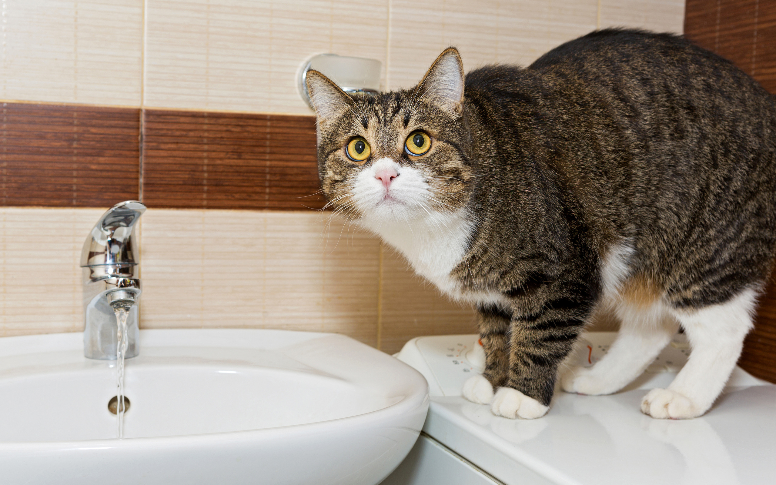 Котик в ванне. Котик в ванной. Кошка в умывальнике. Кот в ванне. Кот и кран с водой.