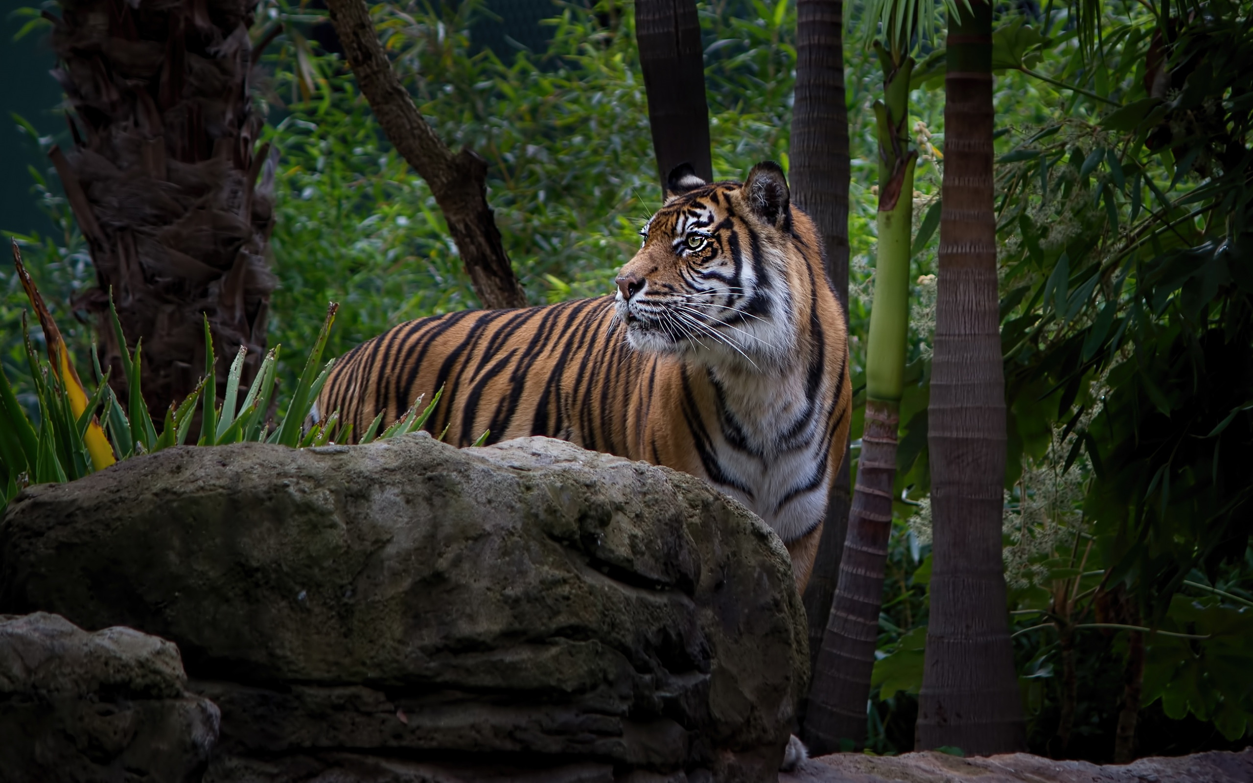 Jungle tiger. Тигр. Животные джунглей. Тигр в природе. Тигры в тропических лесах.