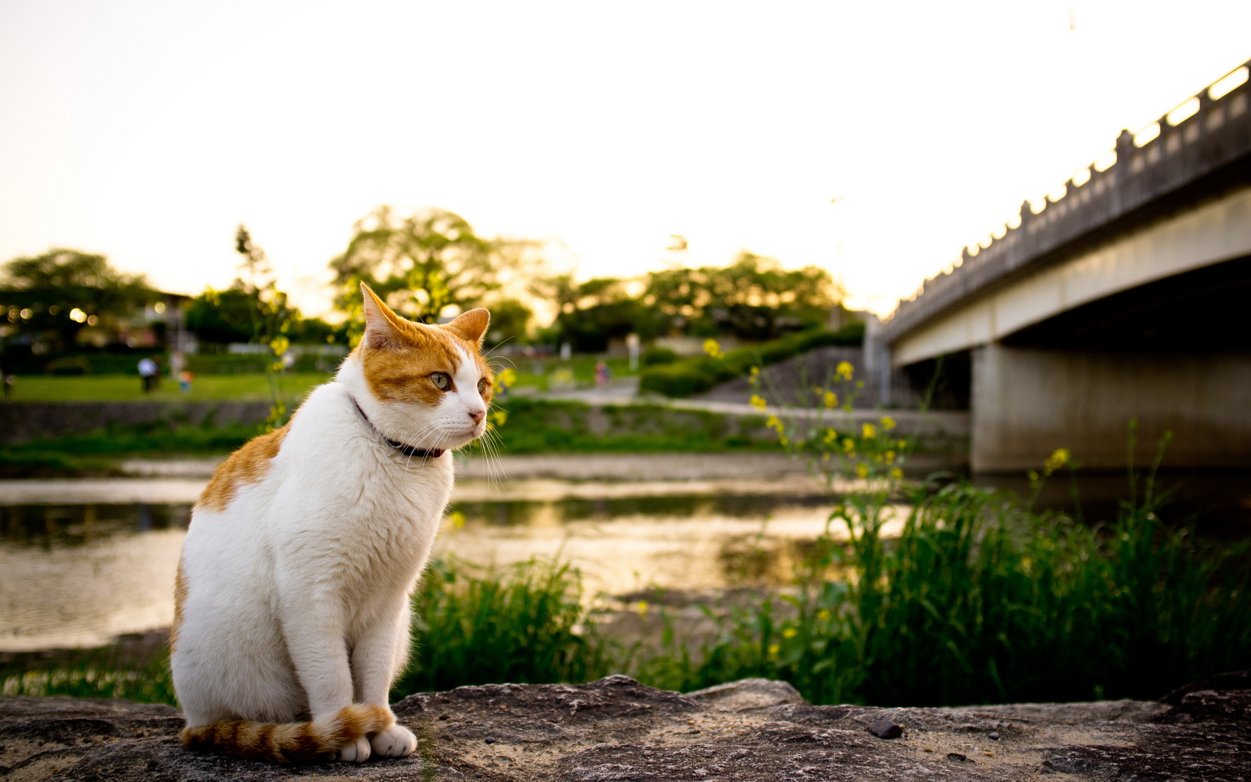 Cat most. Кот на улице. Рыжий кот на улице. Кот сидит на улице. Кот на фоне реки.