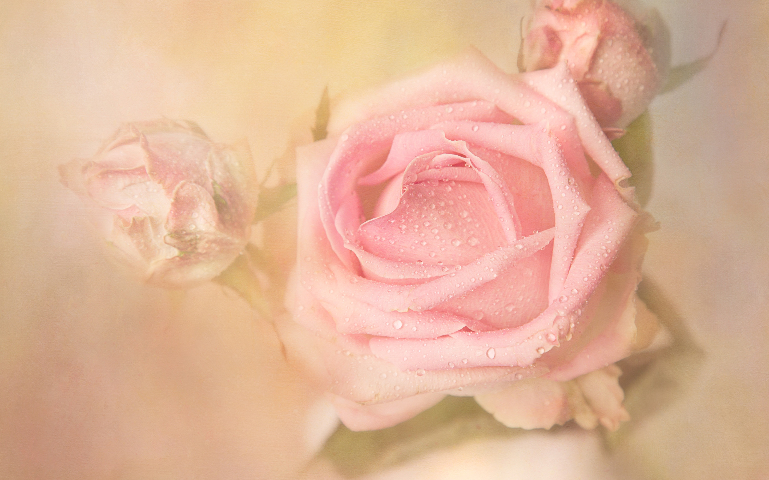 Нежный разбор. Нежные цветочки. Нежные розовые розы. Нежный цветок. Бледно розовые цветы.