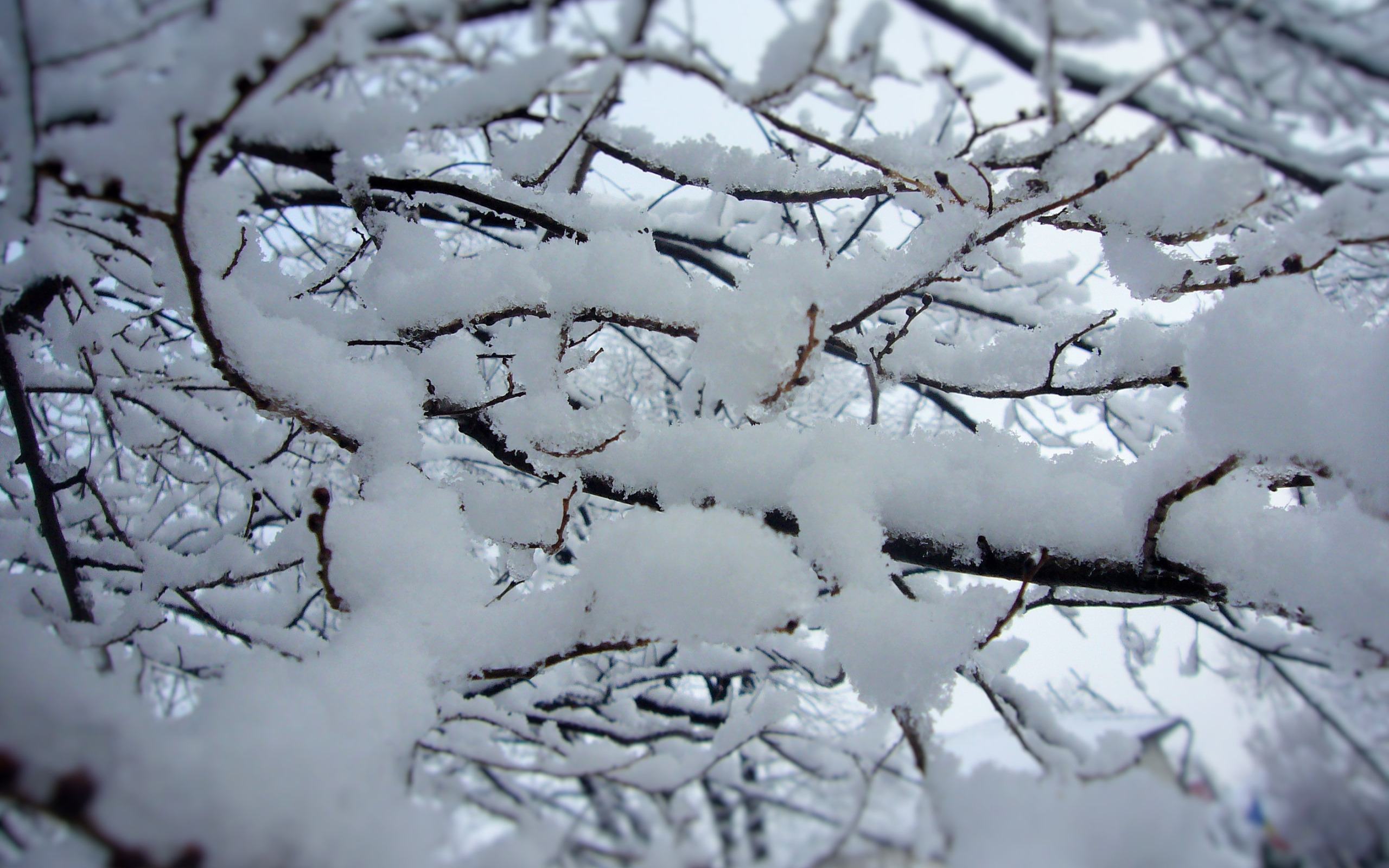 Снег 5 декабря. Зимний день идет снег. Зимний куст на фоне снега. Первый снег.\\first Snow..