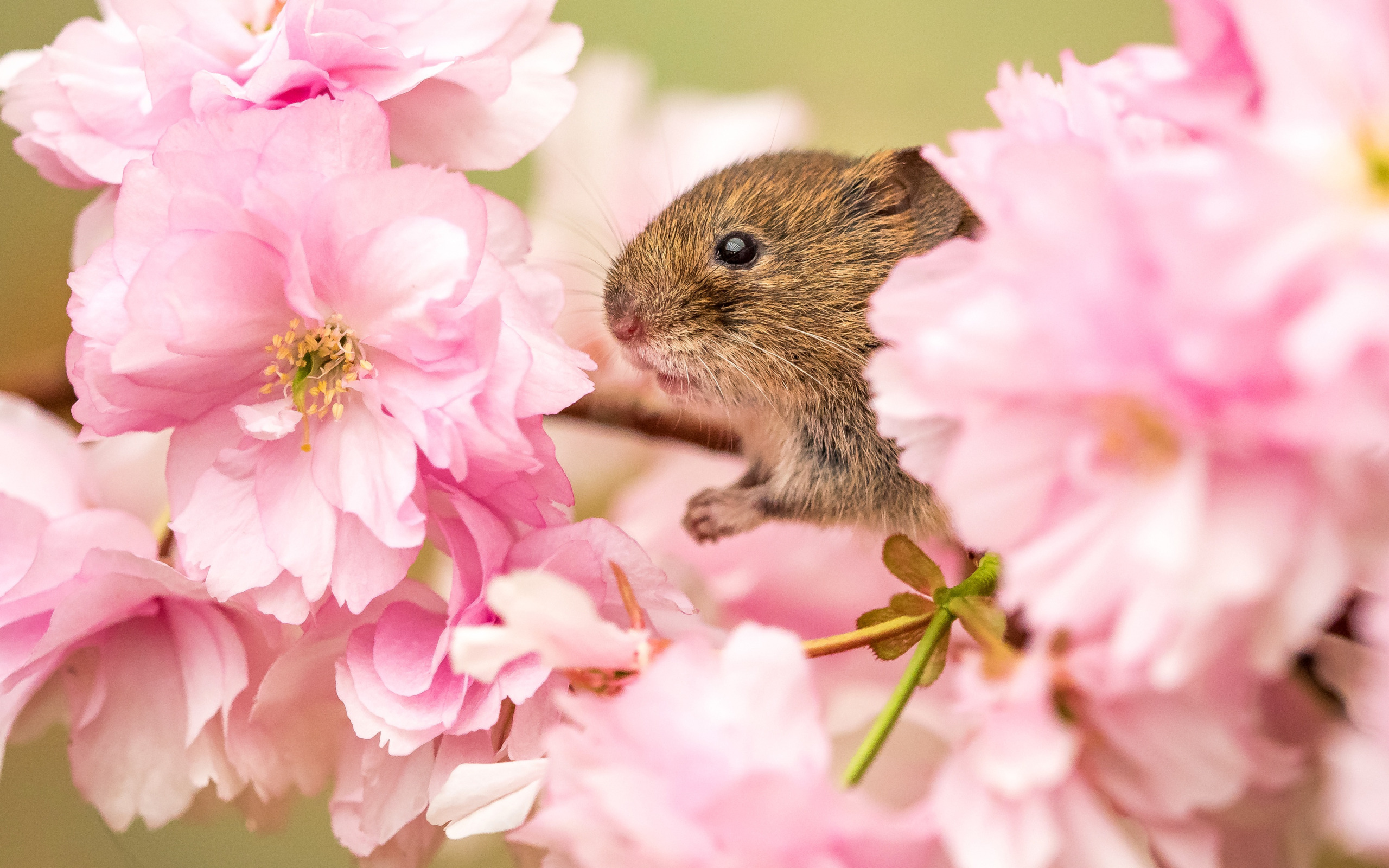 Мыши весной. Животные весной. Животные в цветах. Весенние цветы и животные. Милые животные на природе.