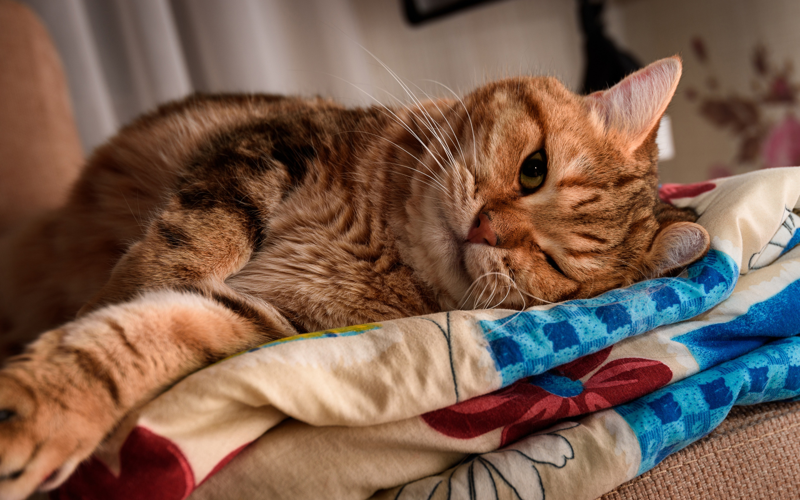 Рыжий кот на кровати