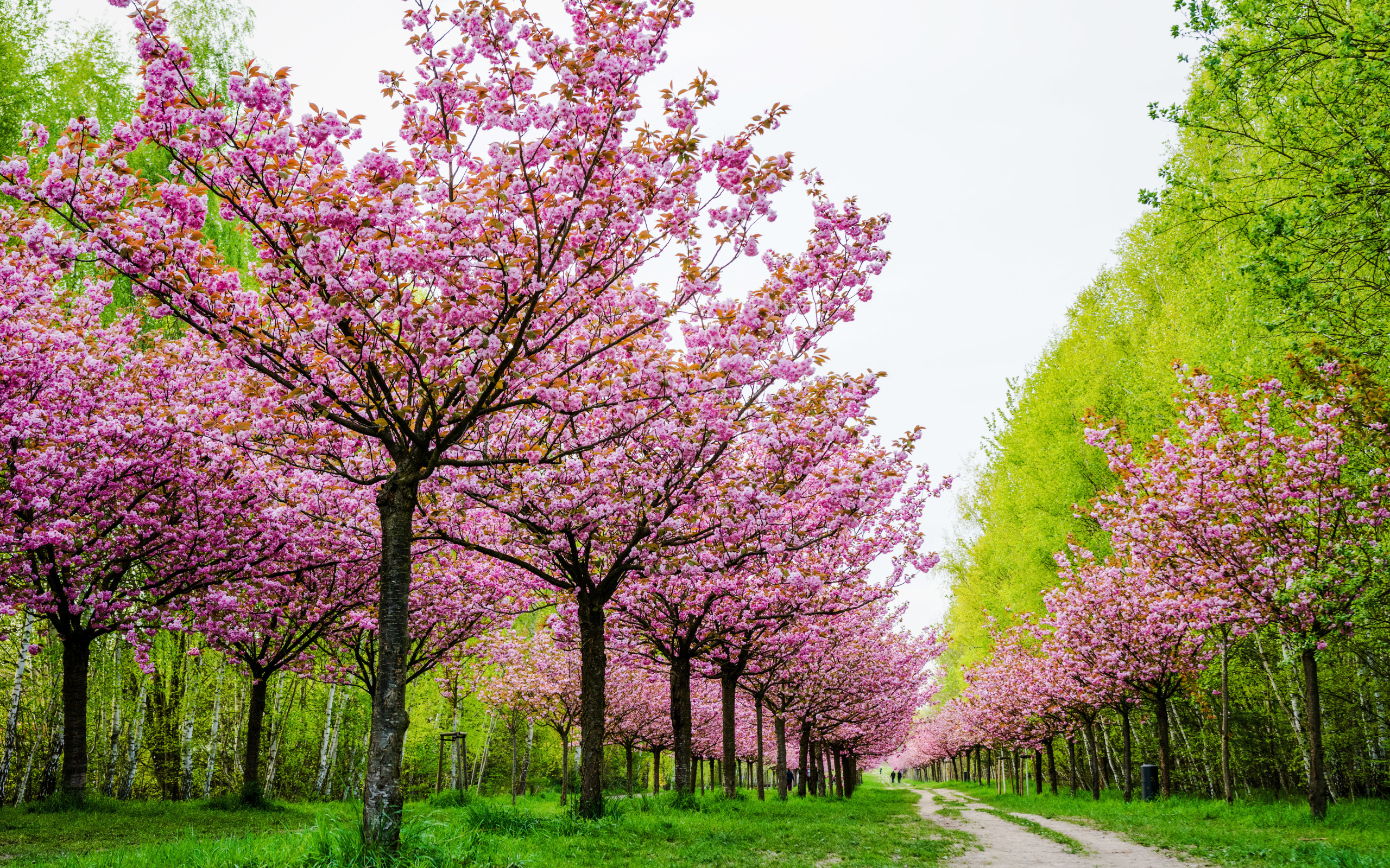 Что актуально весной. Pink черри блоссом дерево деревья парк. Черри блоссом. Кустарник красивоцветущий Сакура. Сакура черри блоссом дерево.
