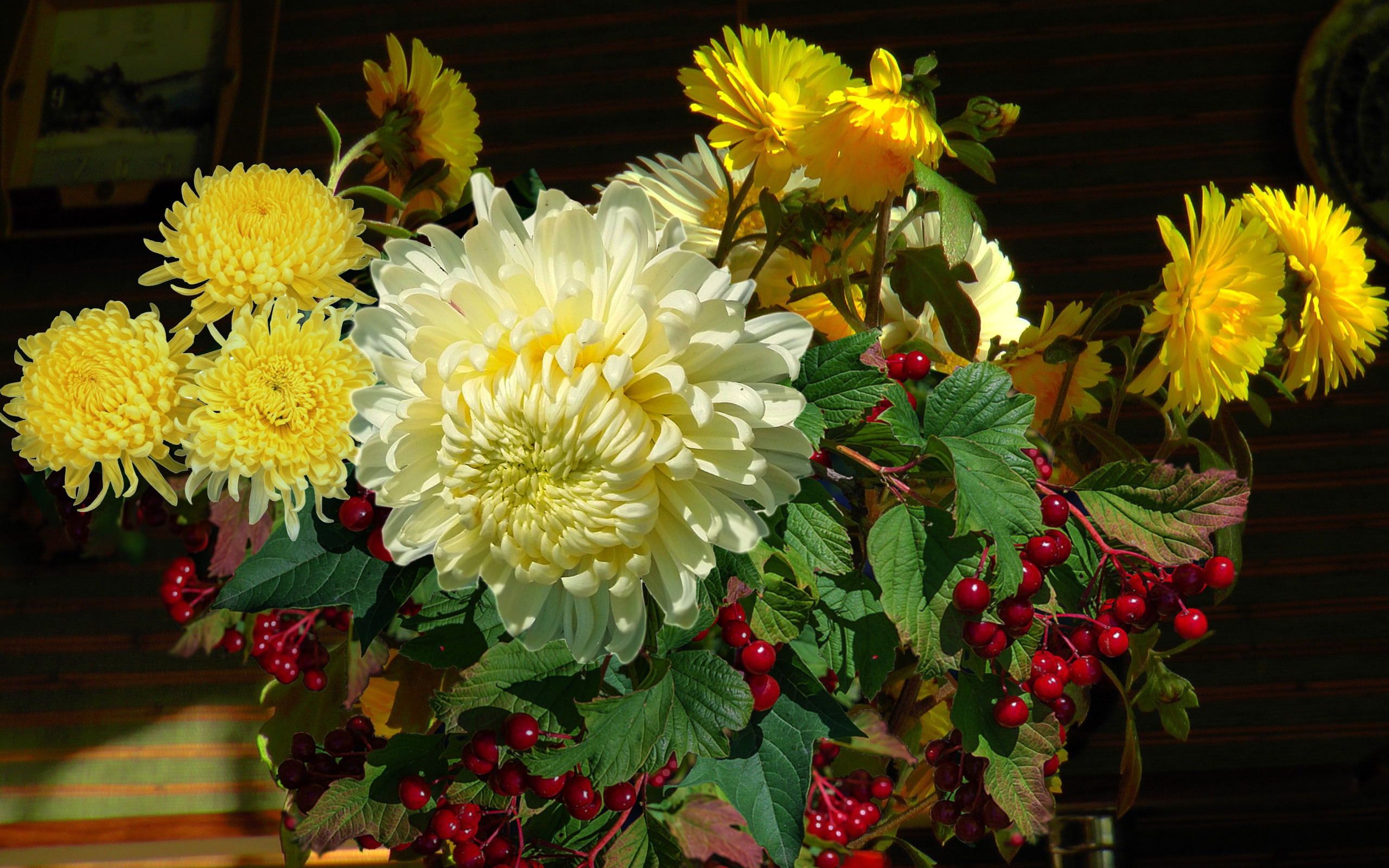 Букет хризантем салют. Хризантема Червона Калина. Хризантема лайф. Chrysanthemum still Life. Натюрморт с хризантемами.