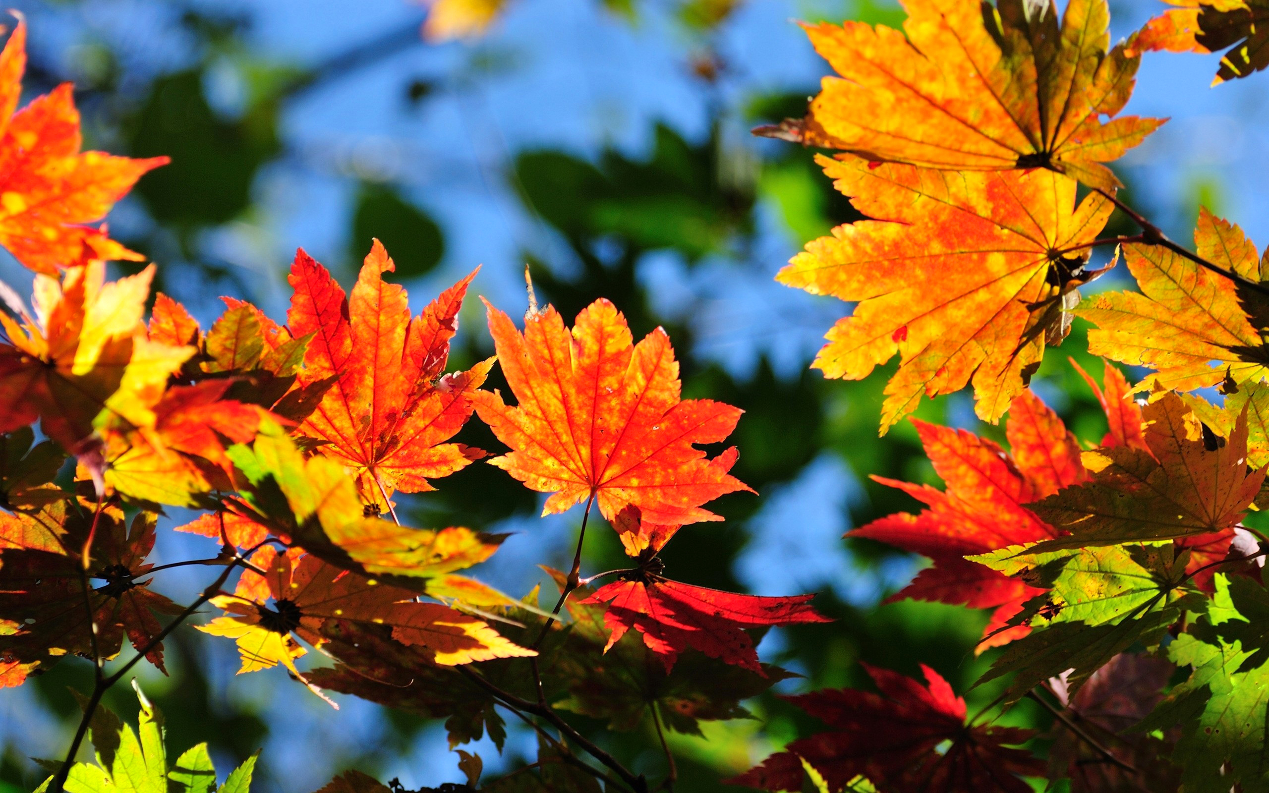 Картинки осени на рабочий. Яркие осенние листья. Яркие листья осени. Кленовый красивый яркий лист. Сентябрь осенний лист.