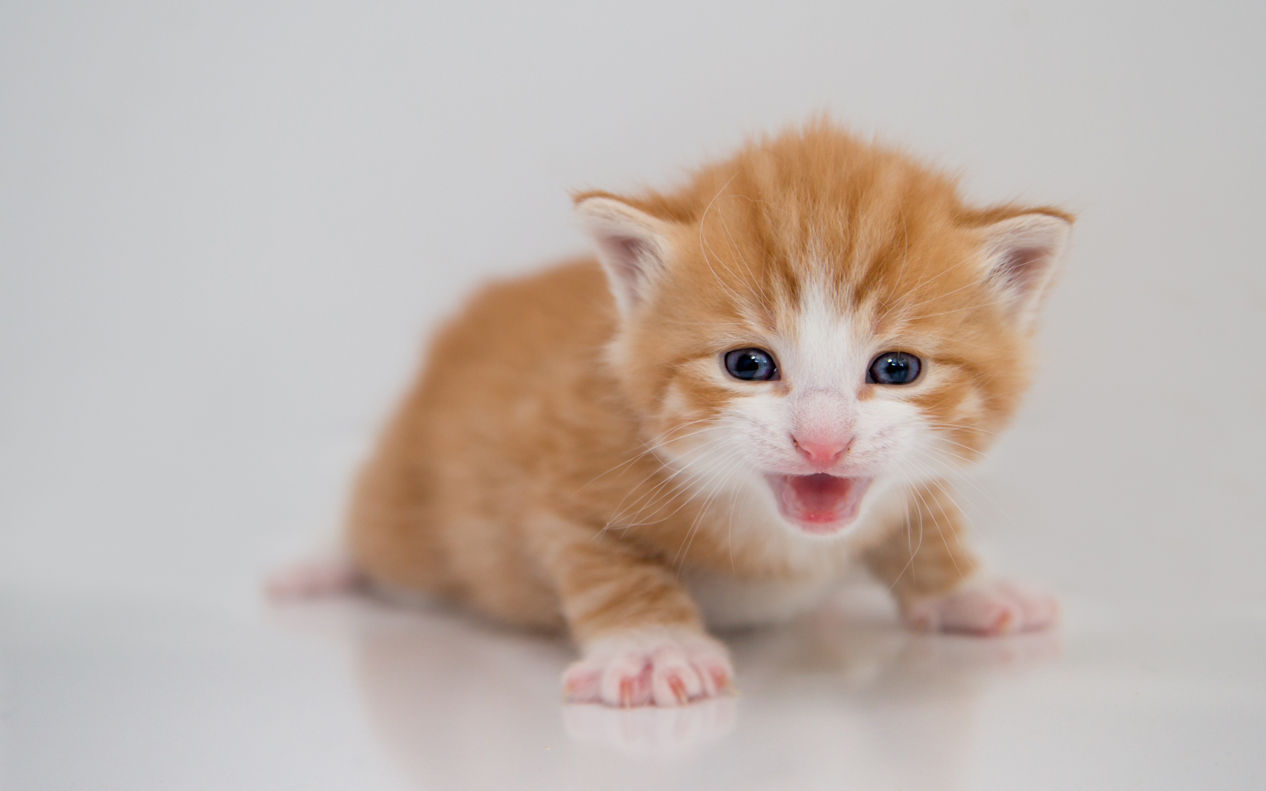 Слушать мяуканье кошки живой. Манчкин рыжий котенок. Рыже белый котенок. Рыжий котёнок. Маленький котенок.