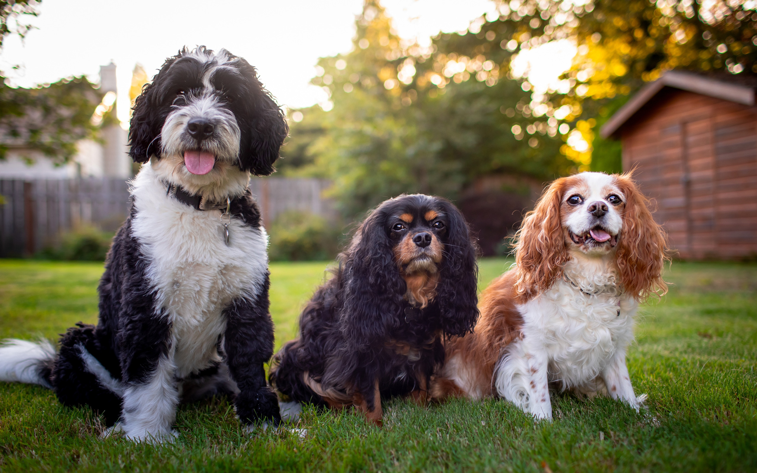 Трио собак. Три собаки. Троица собак. Три собаки фото.