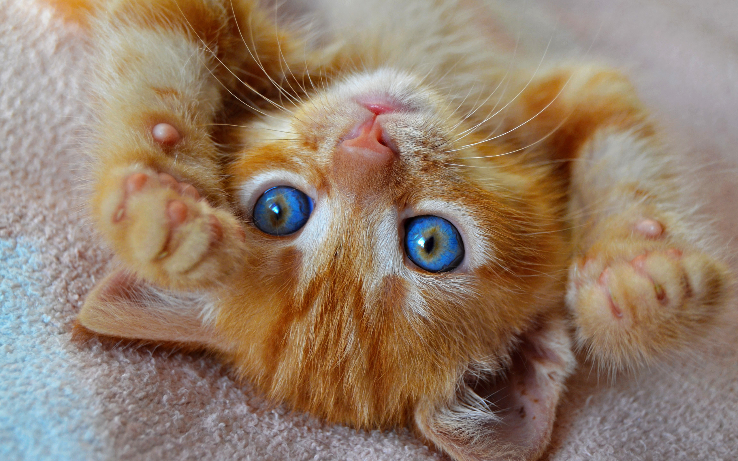 Лапки на глазах. Рыжий котик с голубыми глазами. Рыжий котёнок. Рыжий котенок с голубыми глазами. Рыженький котенок.