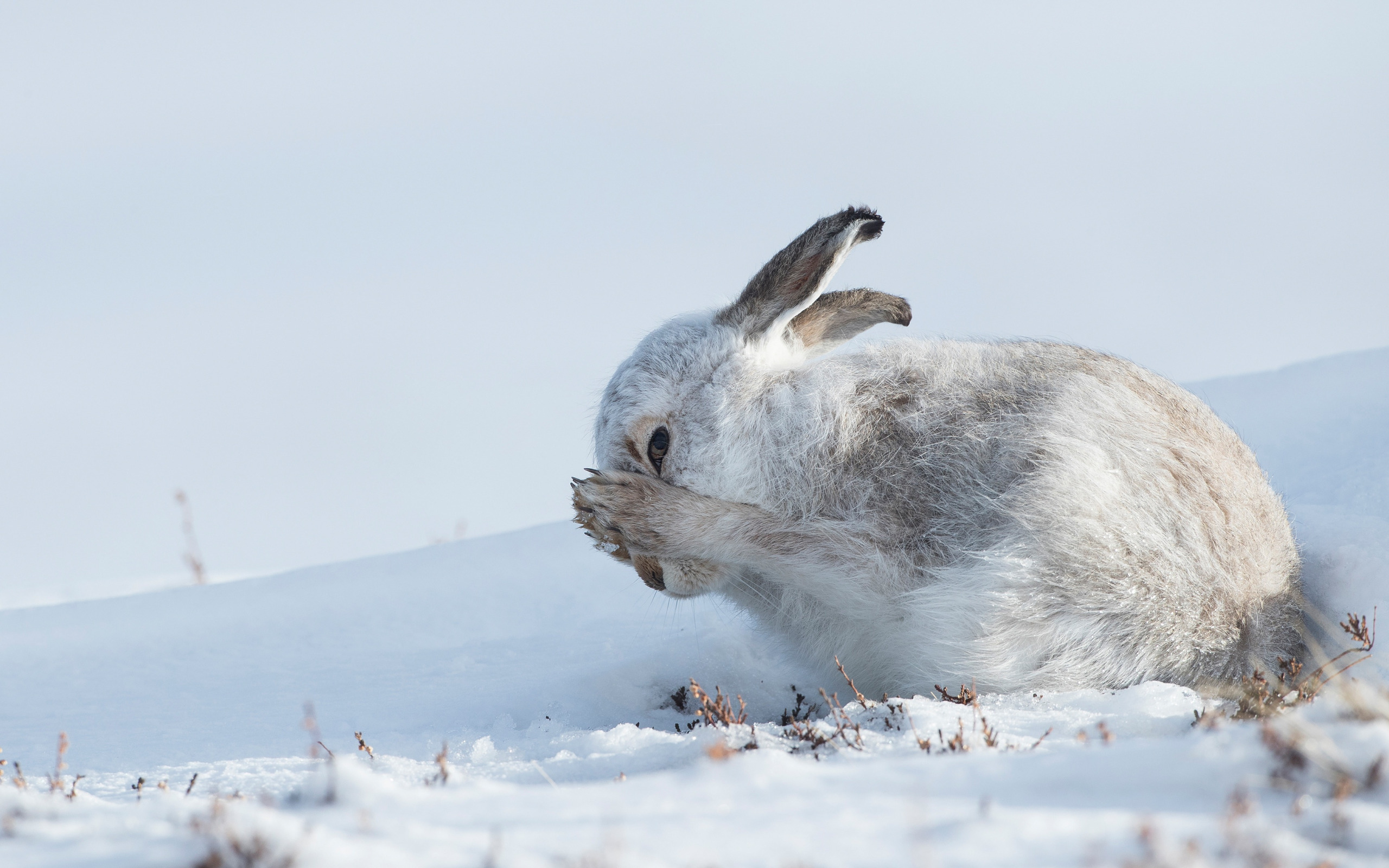 Snow Bunny Escort