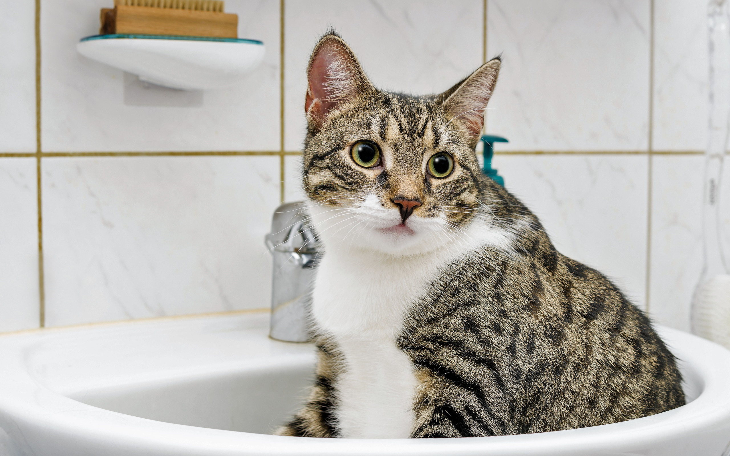 Обои с котом в ванне. Uni Cat in Bathroom. Cat Bathroom. Видео кота в ванной