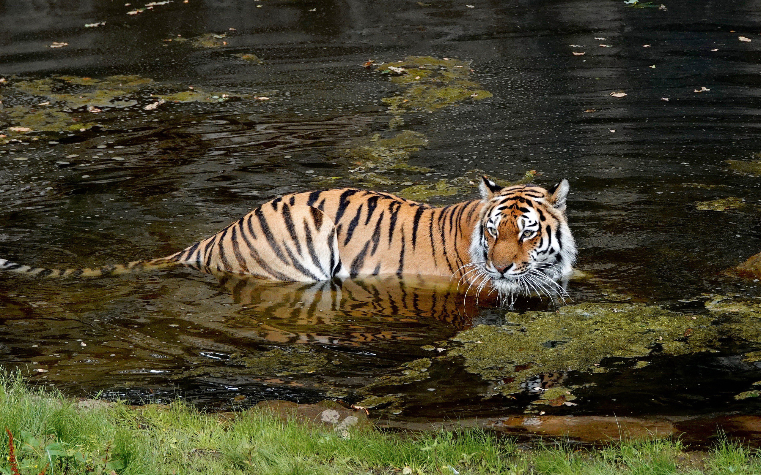Тигр образует реку. Амурский (Уссурийский) тигр. Тигр в воде. Тигр возле воды. Водяной тигр.
