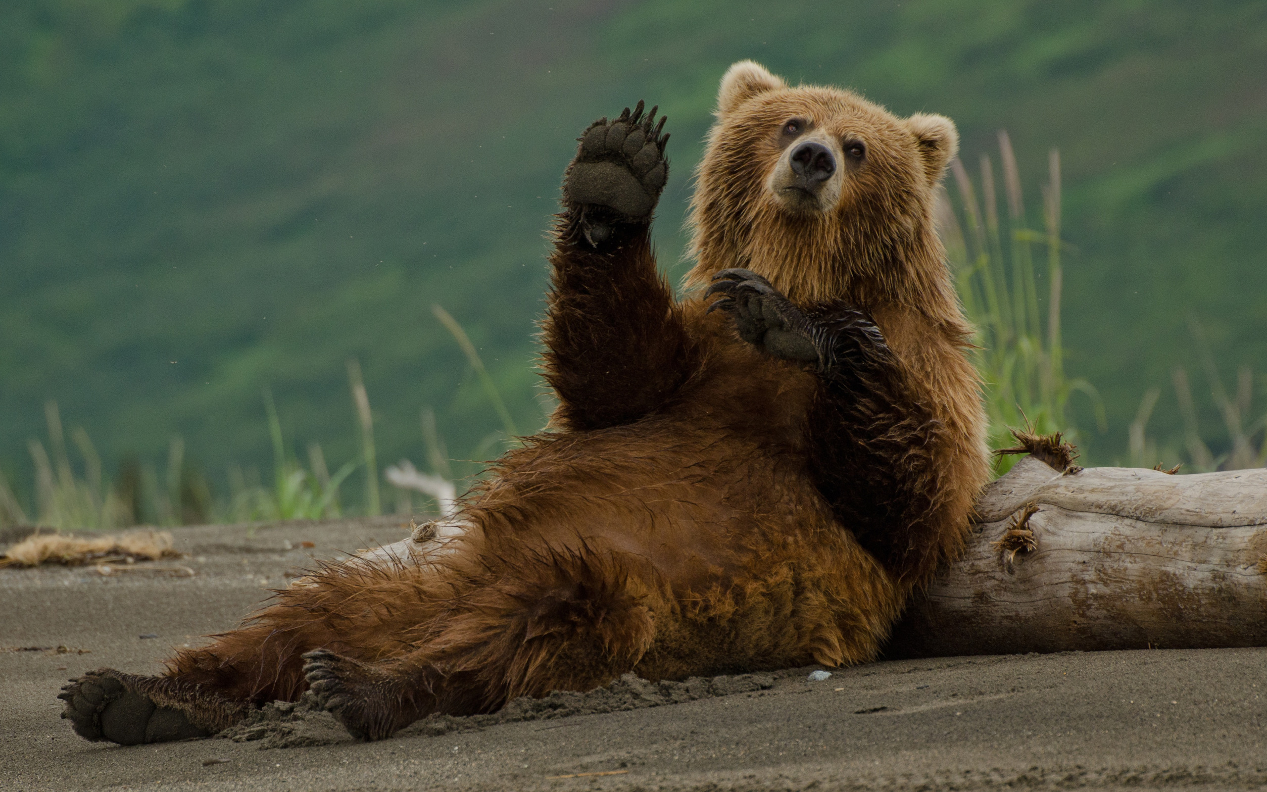 Bear hand. Медведь. Смешной медведь. Бурый медведь. Бурый медведь смешной.