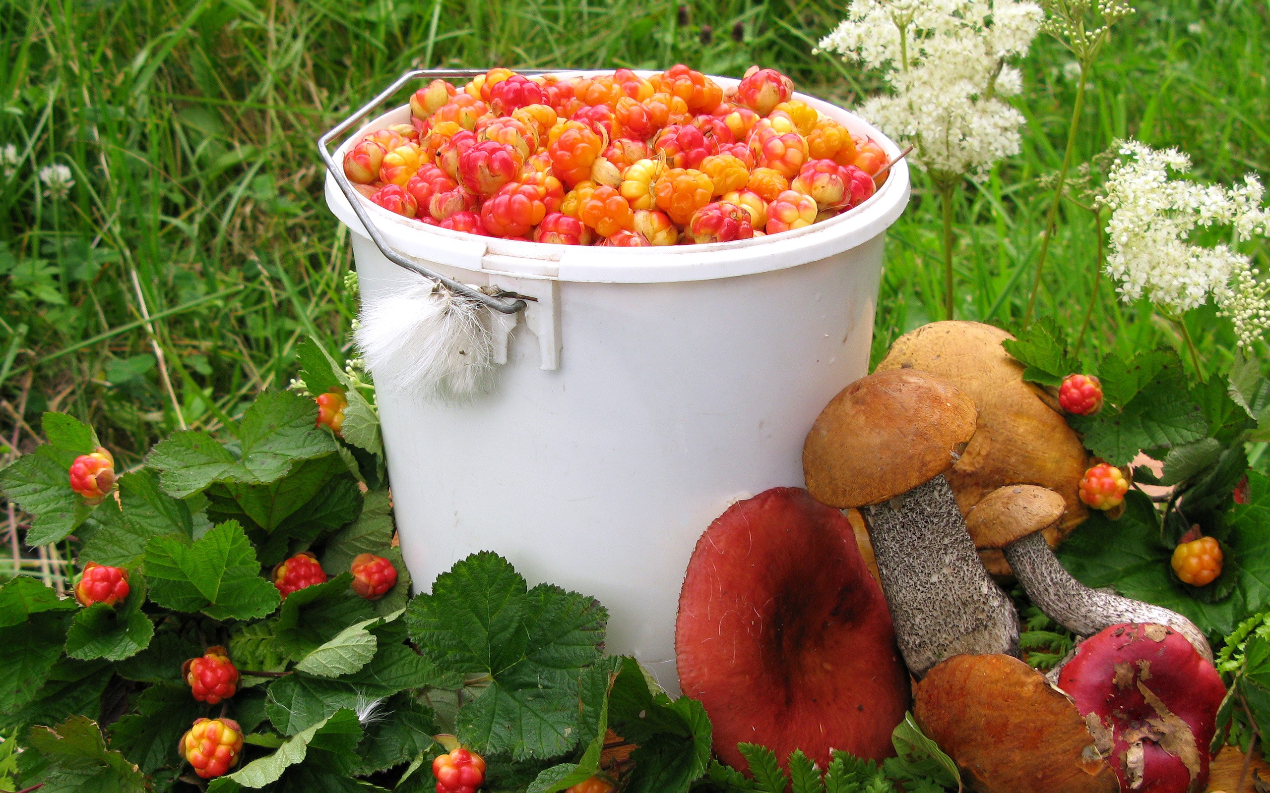 Свежие грибы и ягоды. Дикоросы - Морошка. Сбор морошки в Карелии. Грибы и ягоды. Ягоды в ведре.