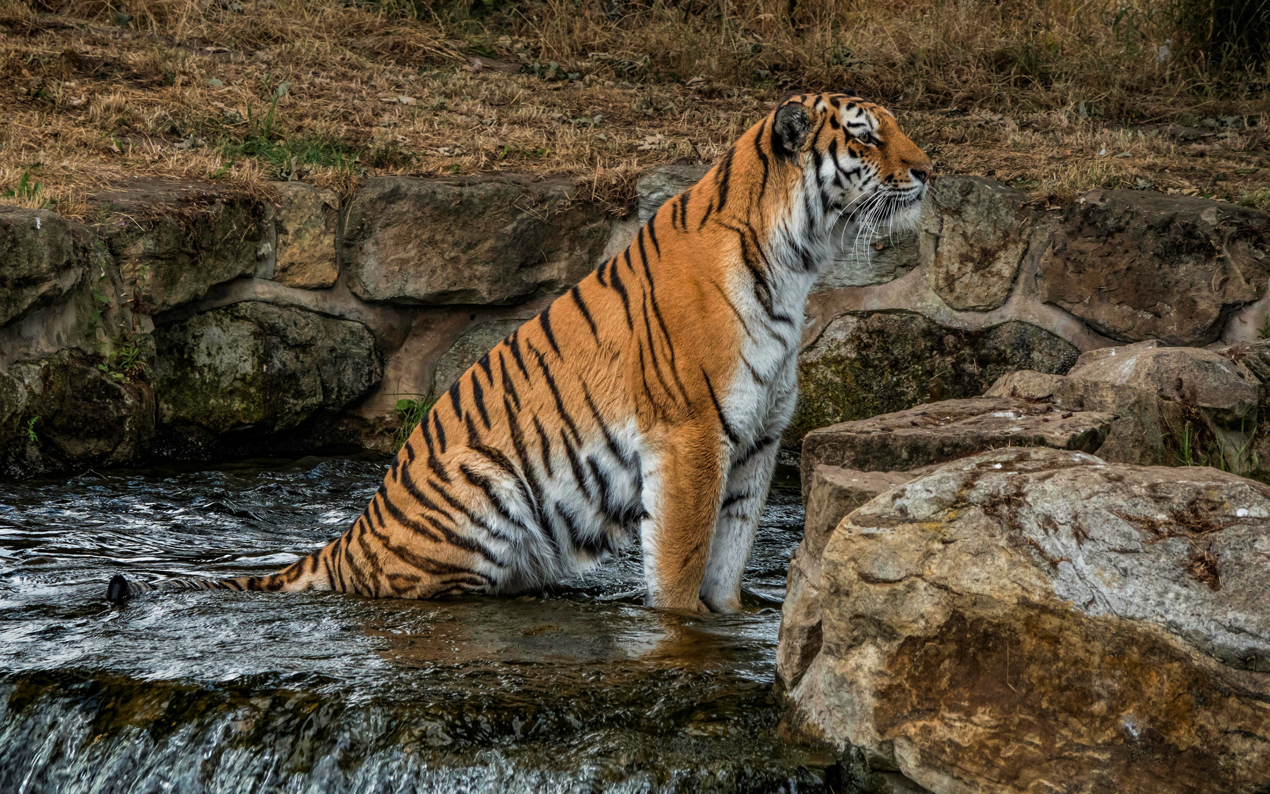 Тигр образует реку. Уссурийский тигр. Амурский тигр. Амба тигр. Зов тигра национальный парк.
