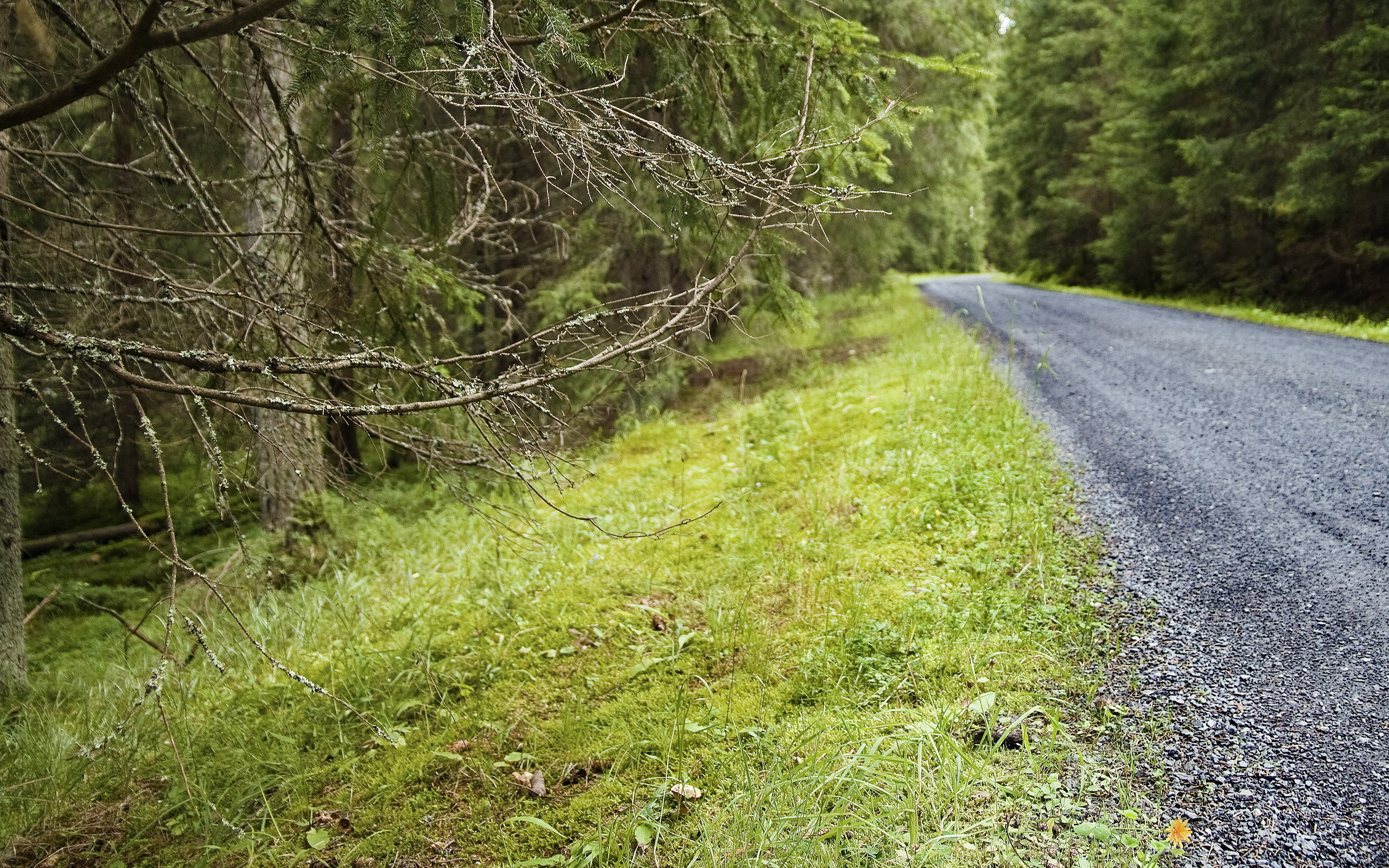 Hiding road. Лесная дорога. Обочина дороги. Дорога в лесу. Обочина в лесу.