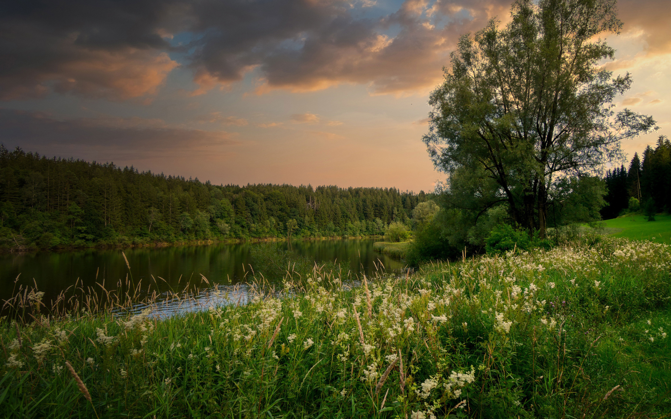 трава у реки