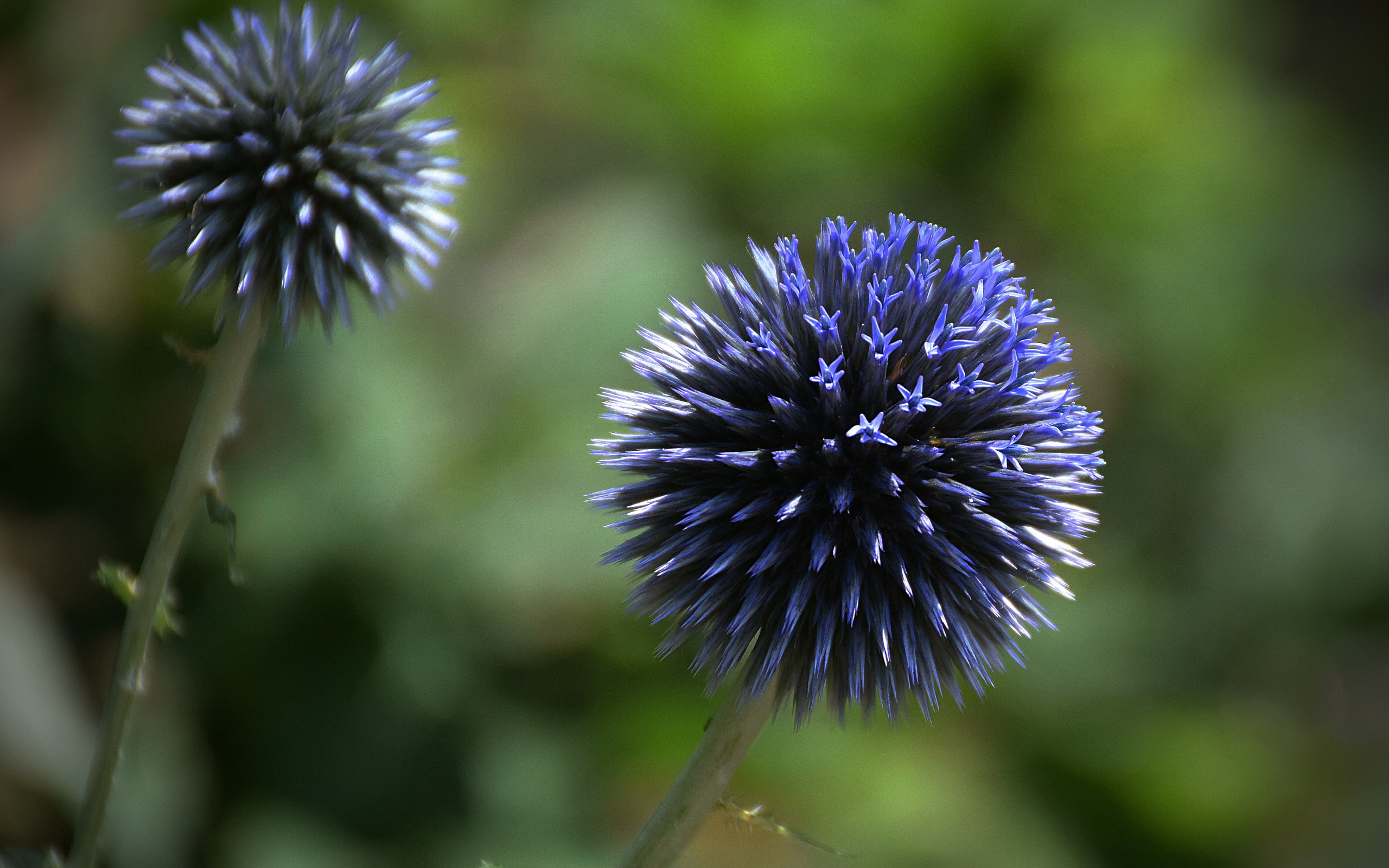 Мордовник сухоцвет. Мордовник растение. Мордовник синий. Ежик в синих цветочках.