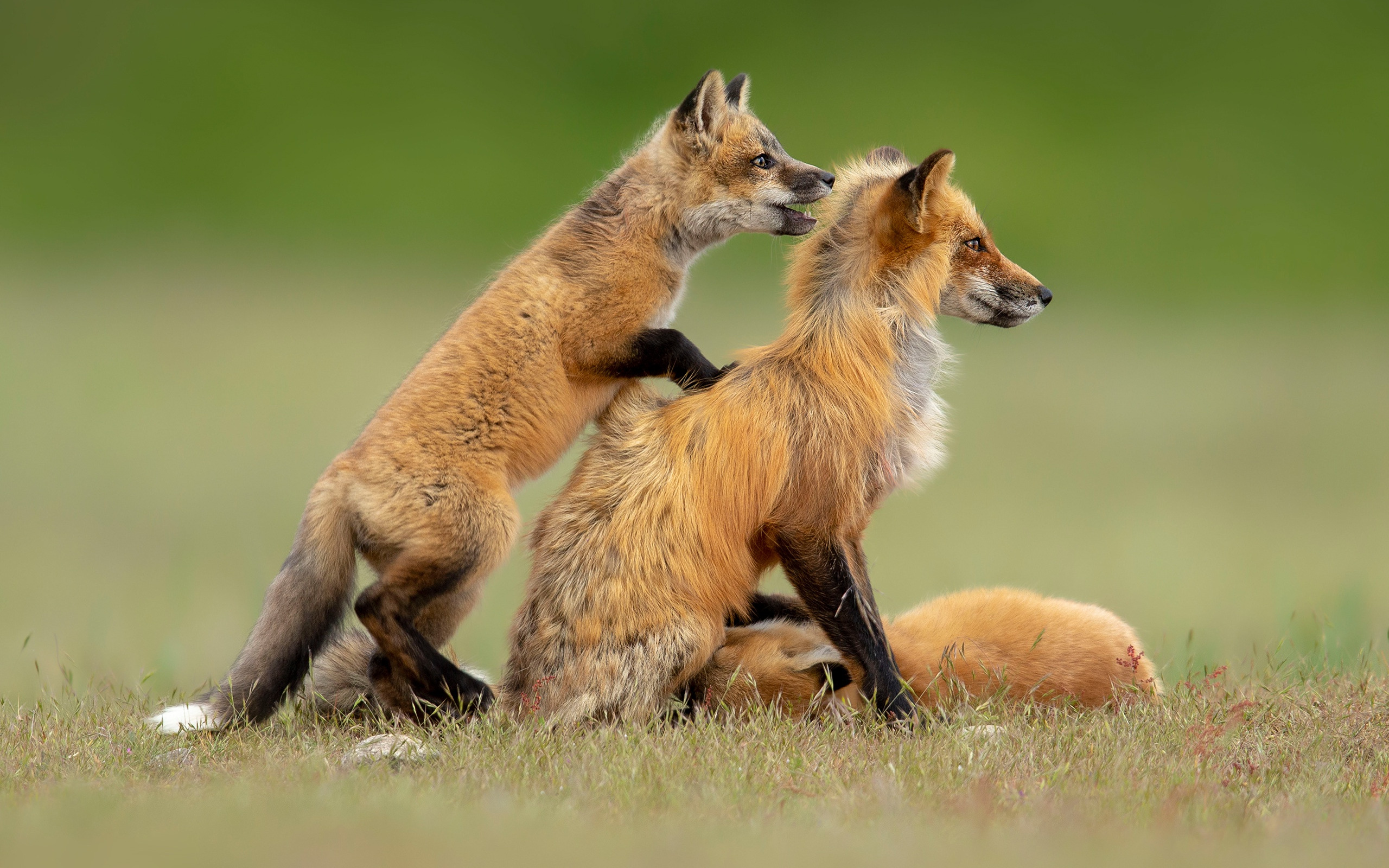 The fox and two babies. Лисята. Лиса с лисятами. Две лисы. Лиса детеныш.