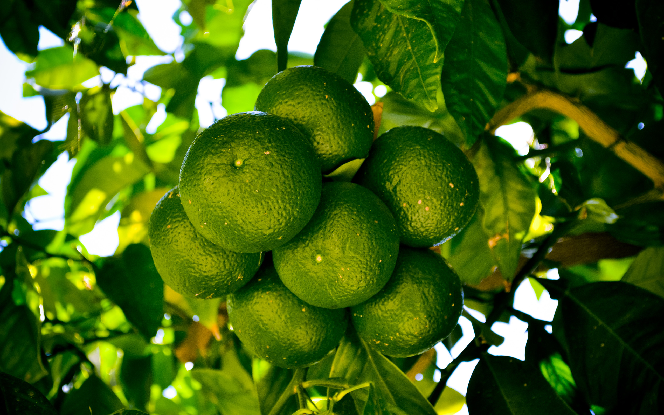 Грин мандарин. Натсудайдай цитрус. Зеленые мандарины на дереве. Rell Green мандарин. Плоды мандарина зеленые.