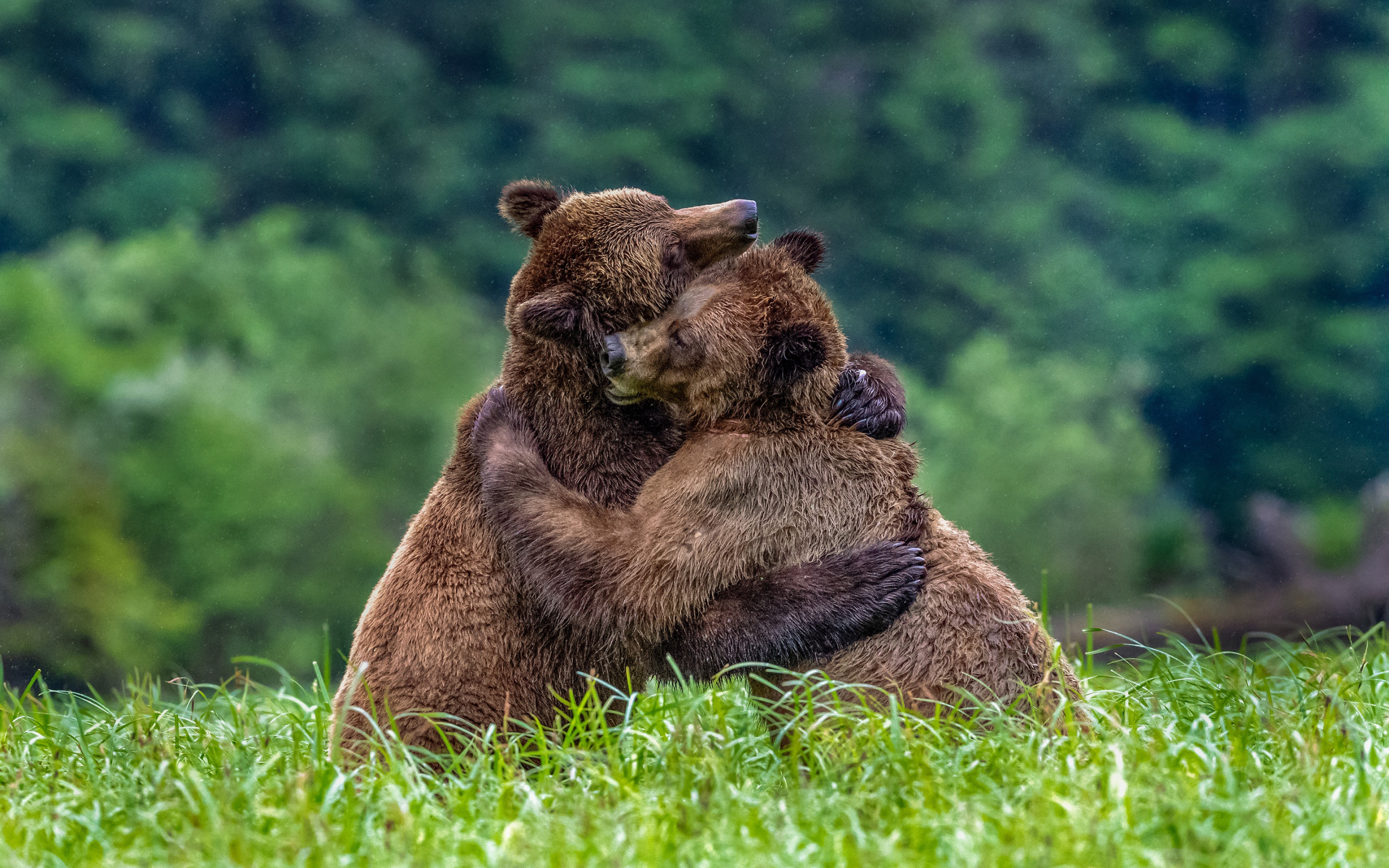 Фото Обнимашек