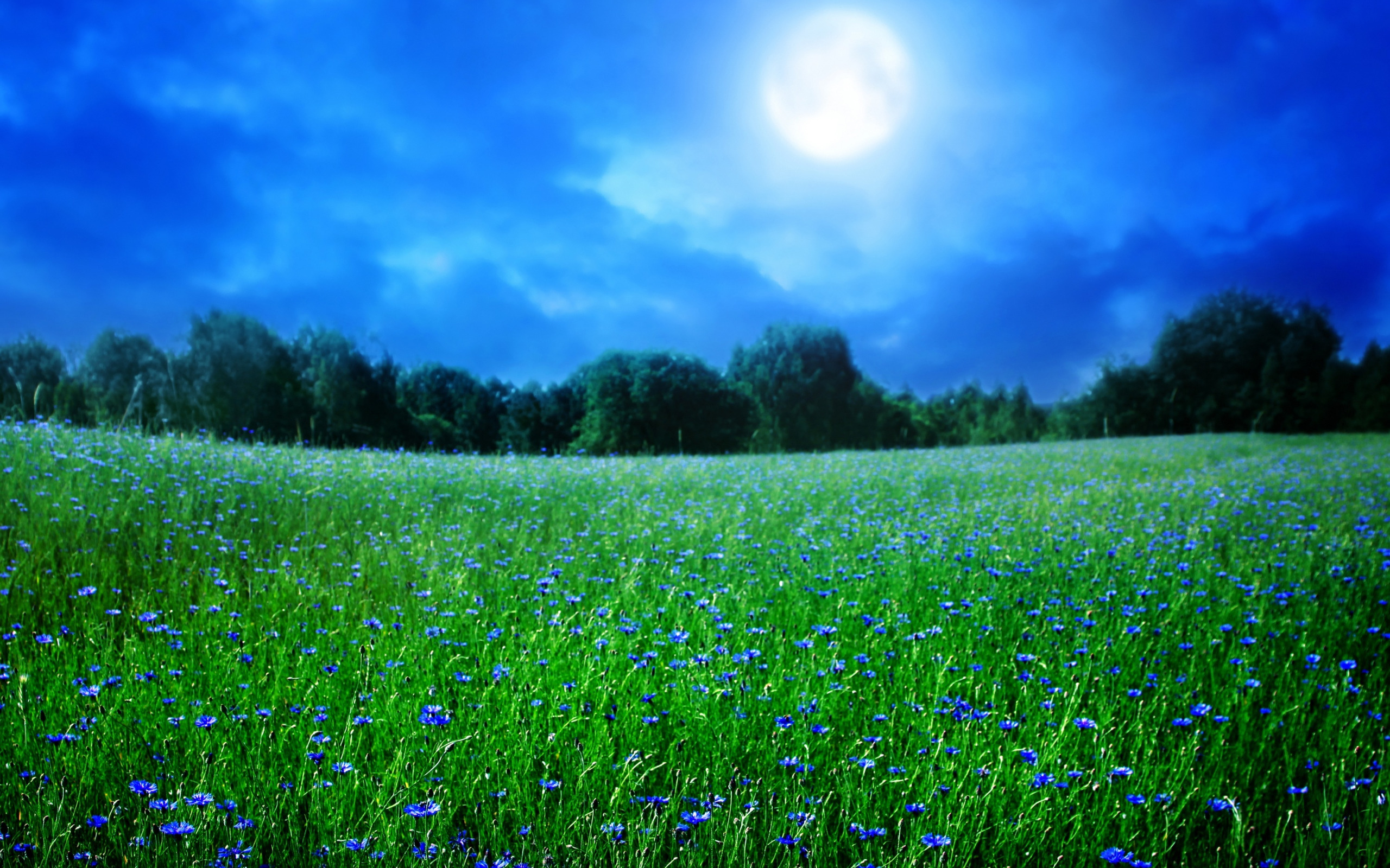 Песня голубое небо зеленая трава. Лето природа. Поле с васильками. Луг ночью. Фон природа.