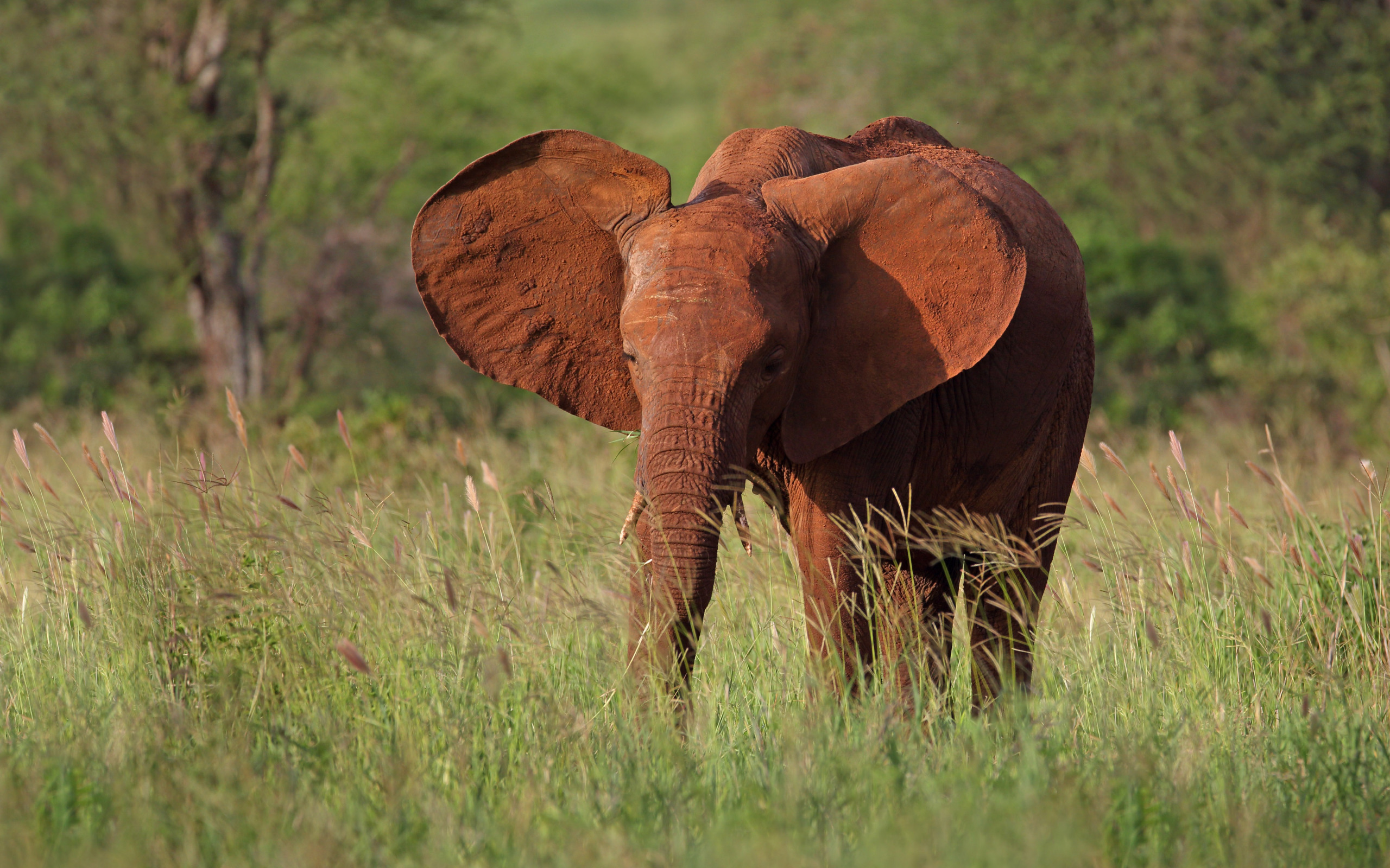 Indian elephant altea