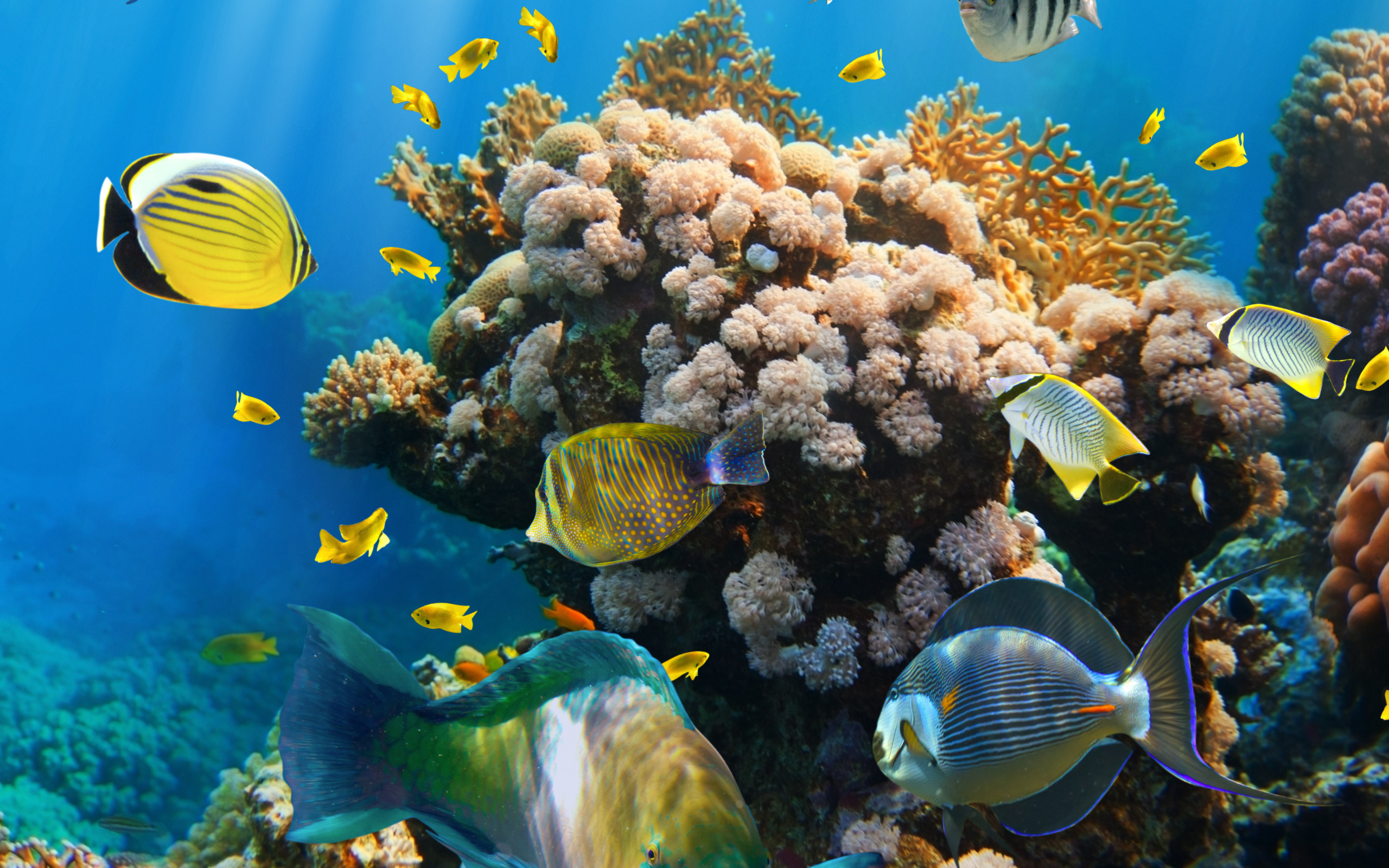 Underwater coral. Подводный мир Египта Шарм-Эль-Шейх. Коралловый риф в Шарм Эль Шейхе. Живой риф красное море. Подводный мир океана коралловый риф.